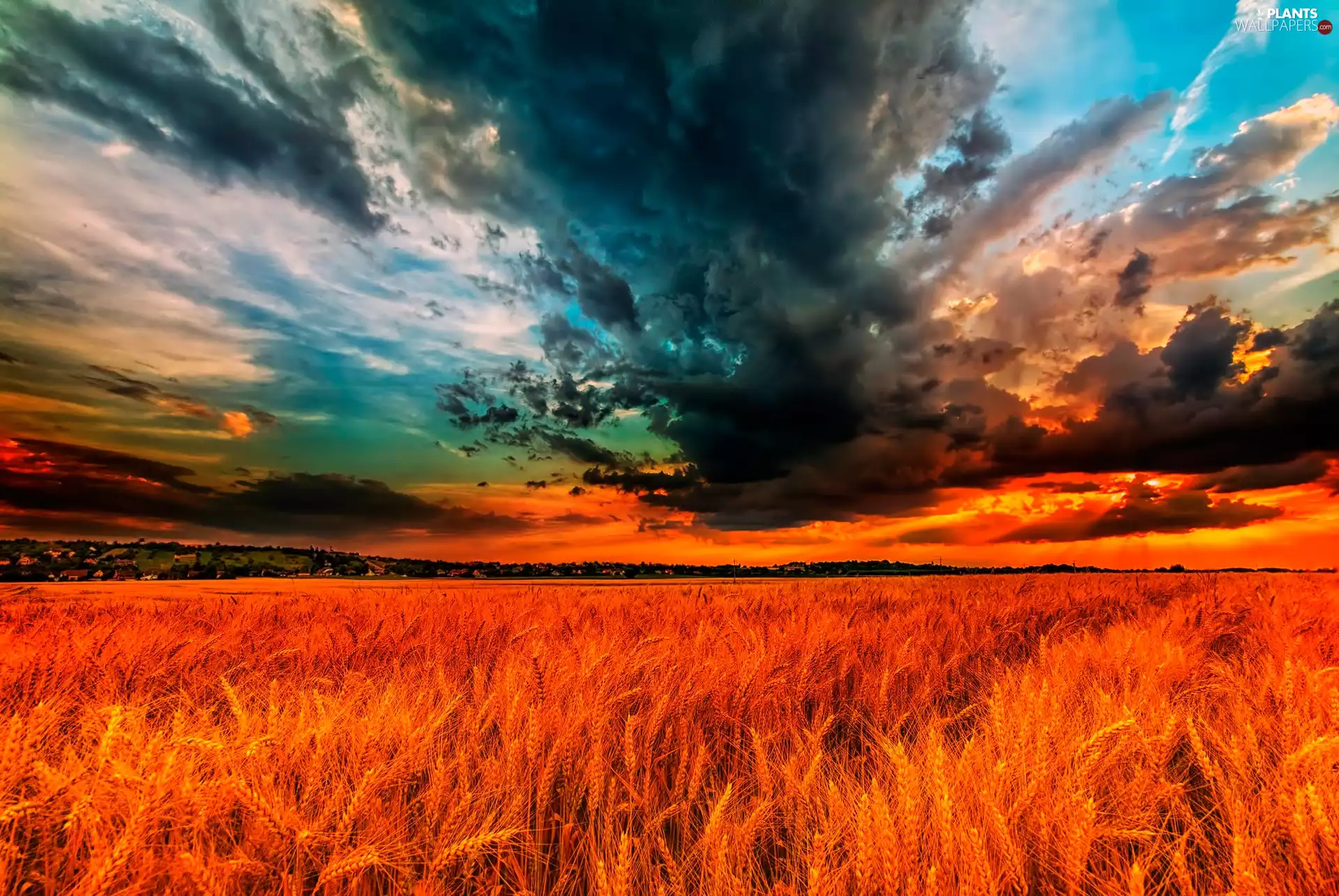 cereals, clouds, field