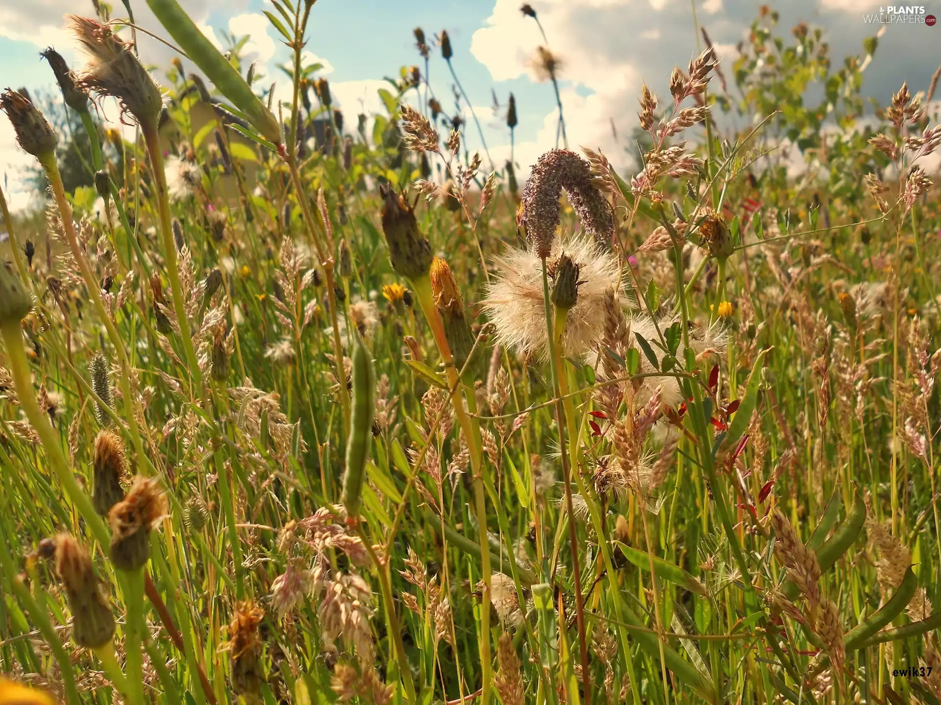 cereals, Meadow, grass