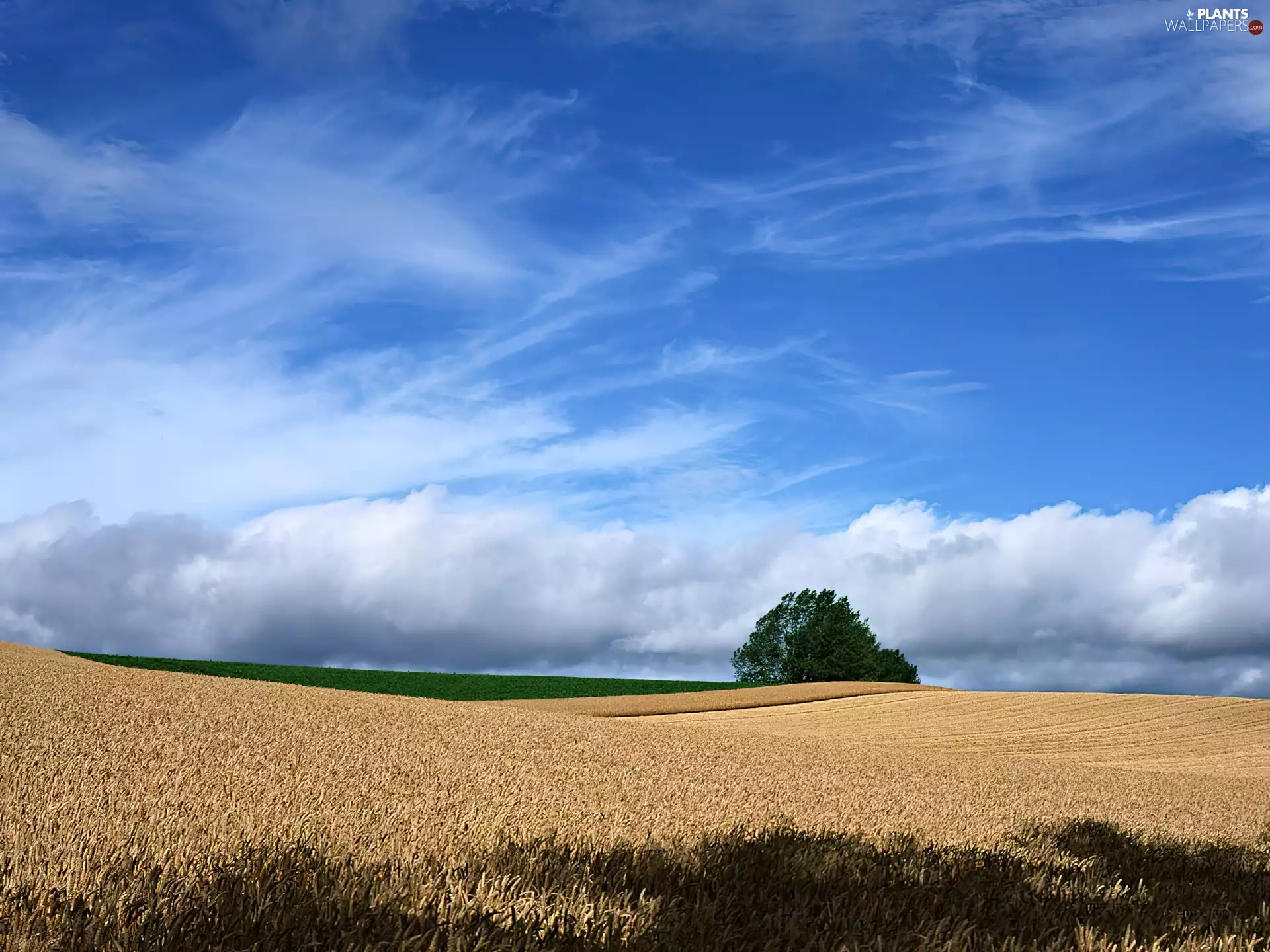 cereals, Field, Lany