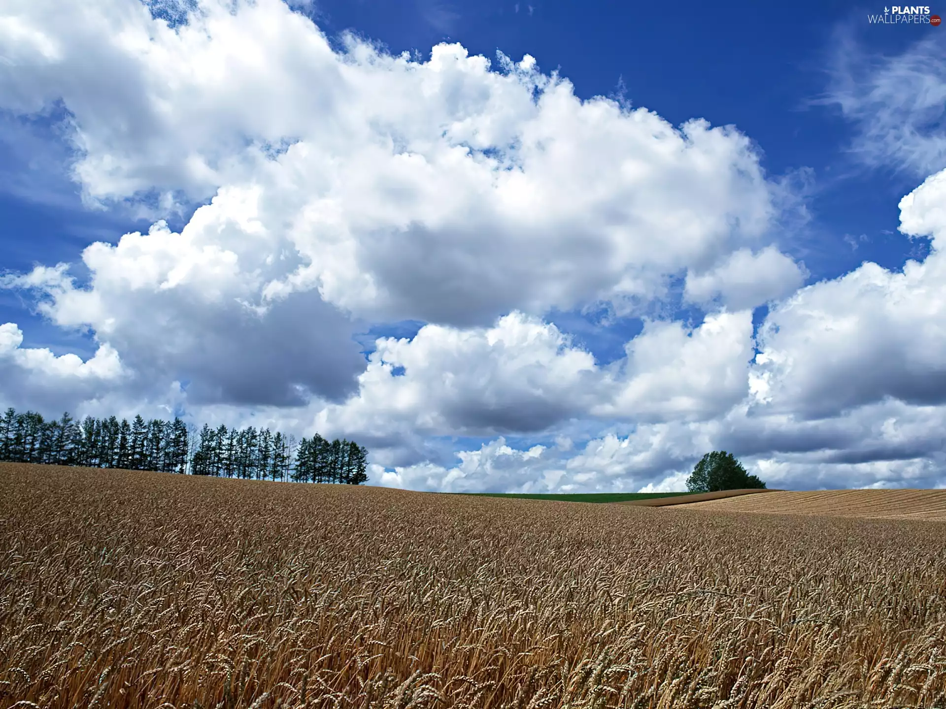 cereals, Field, Lany