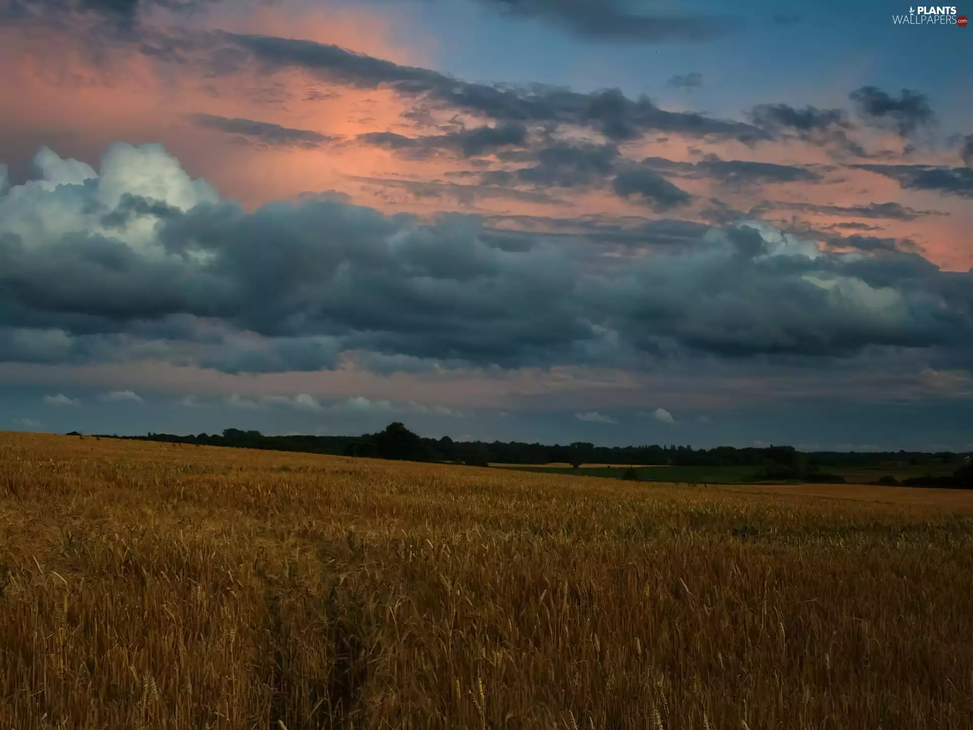 Lany, Clouds, Sky, cereals