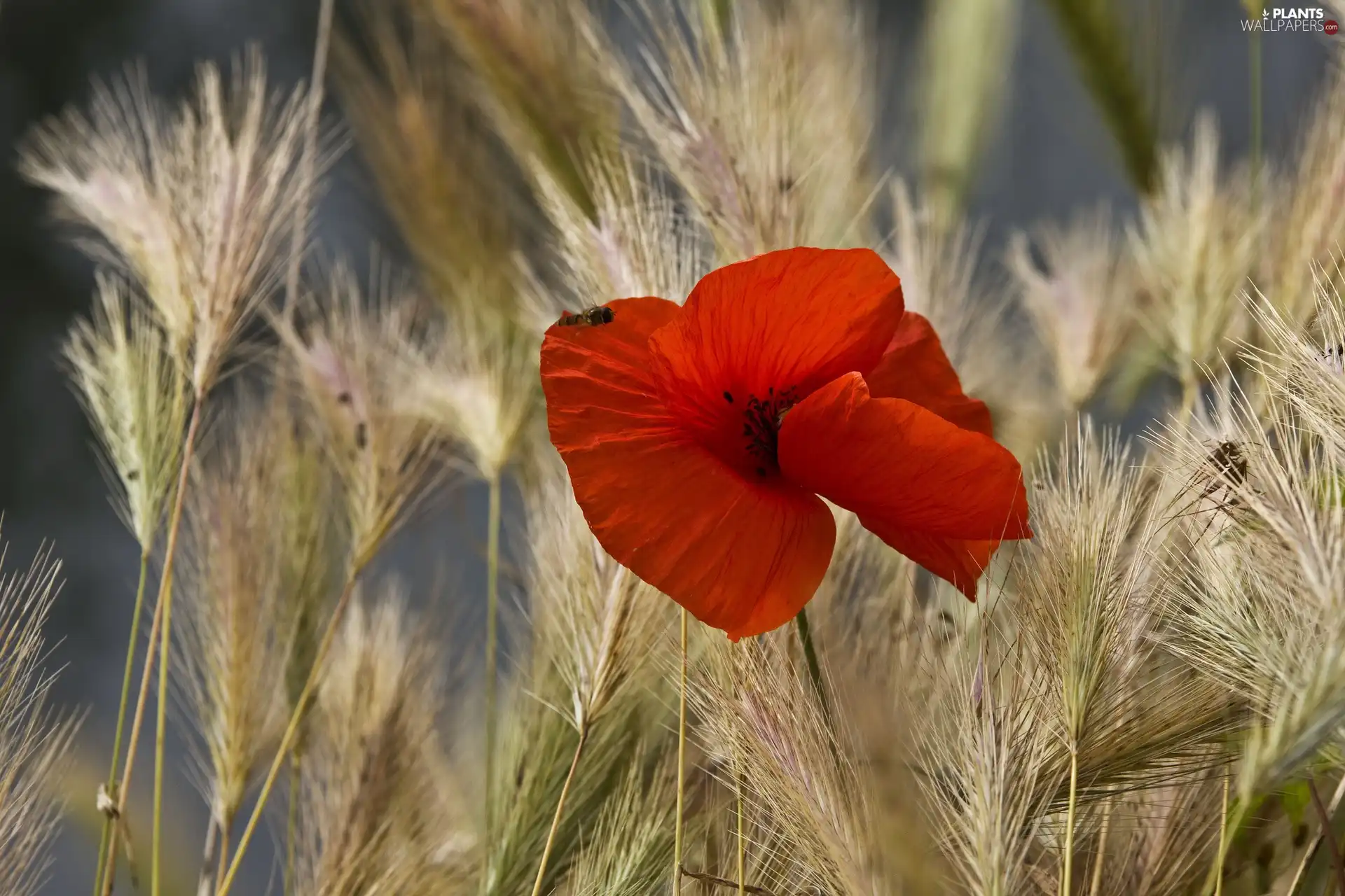 Red, Ears, cereals, red weed