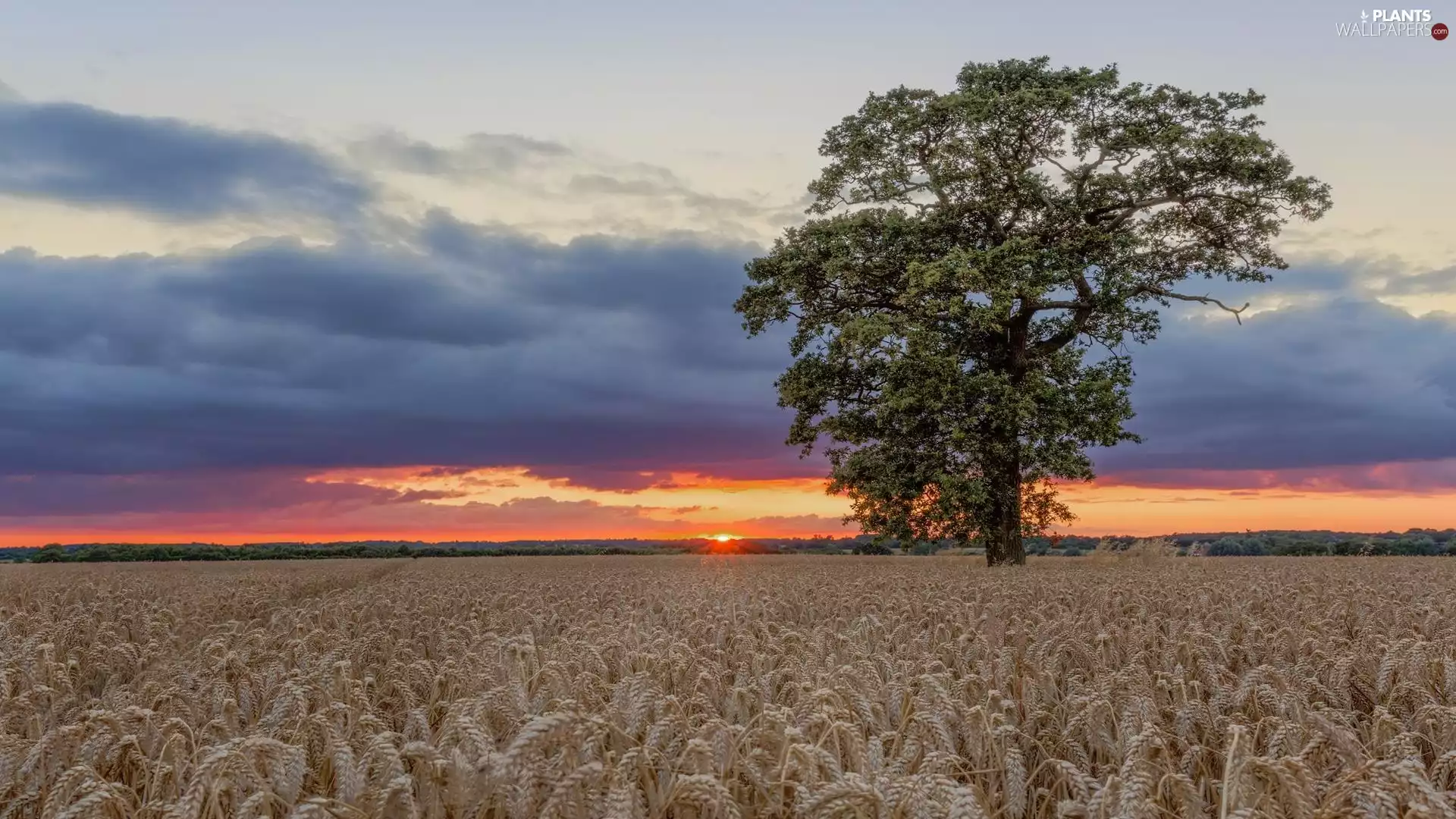 summer, west, corn, Cereals, trees, sun