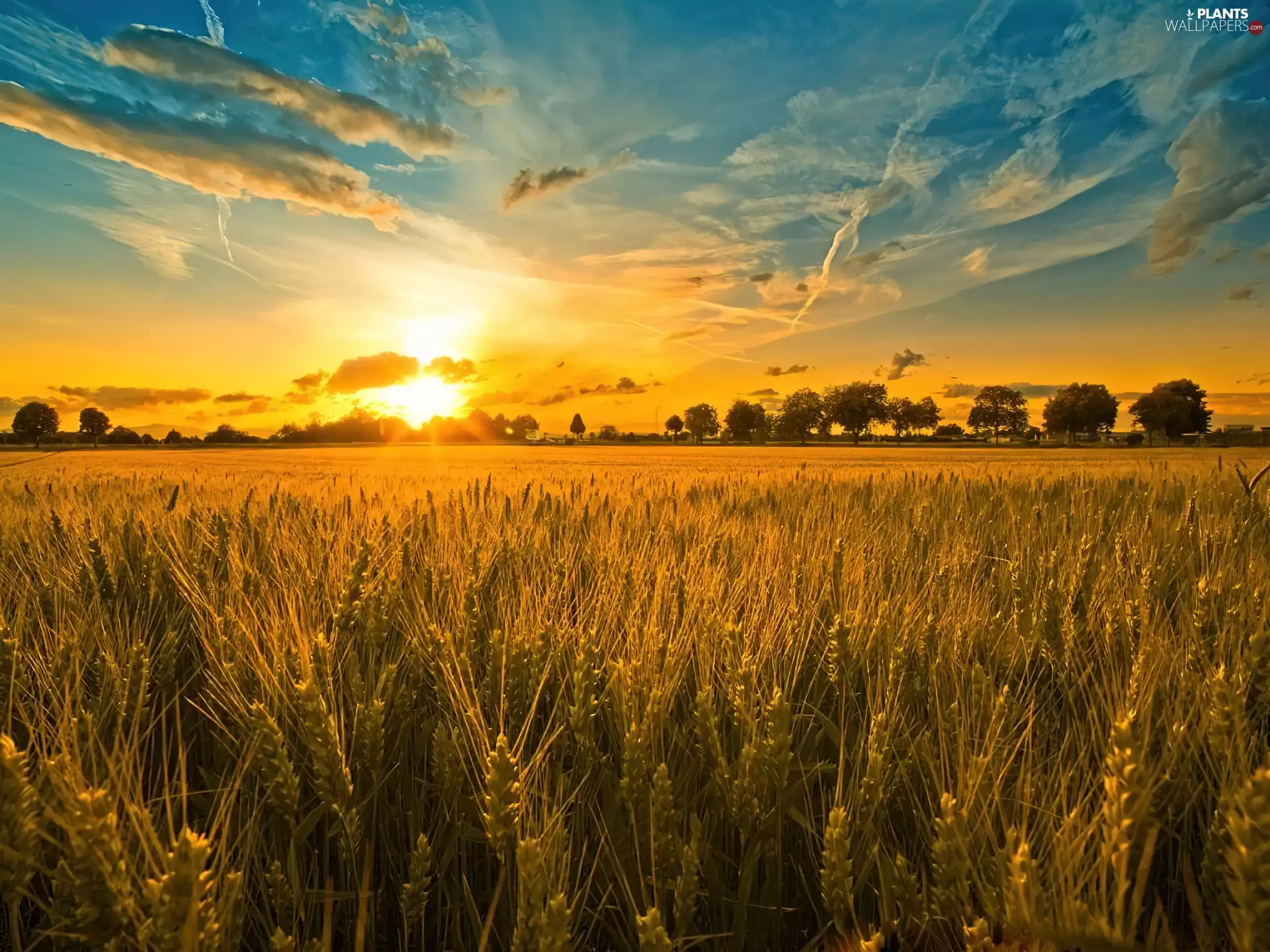 Ears, cereals, west, sun, clouds