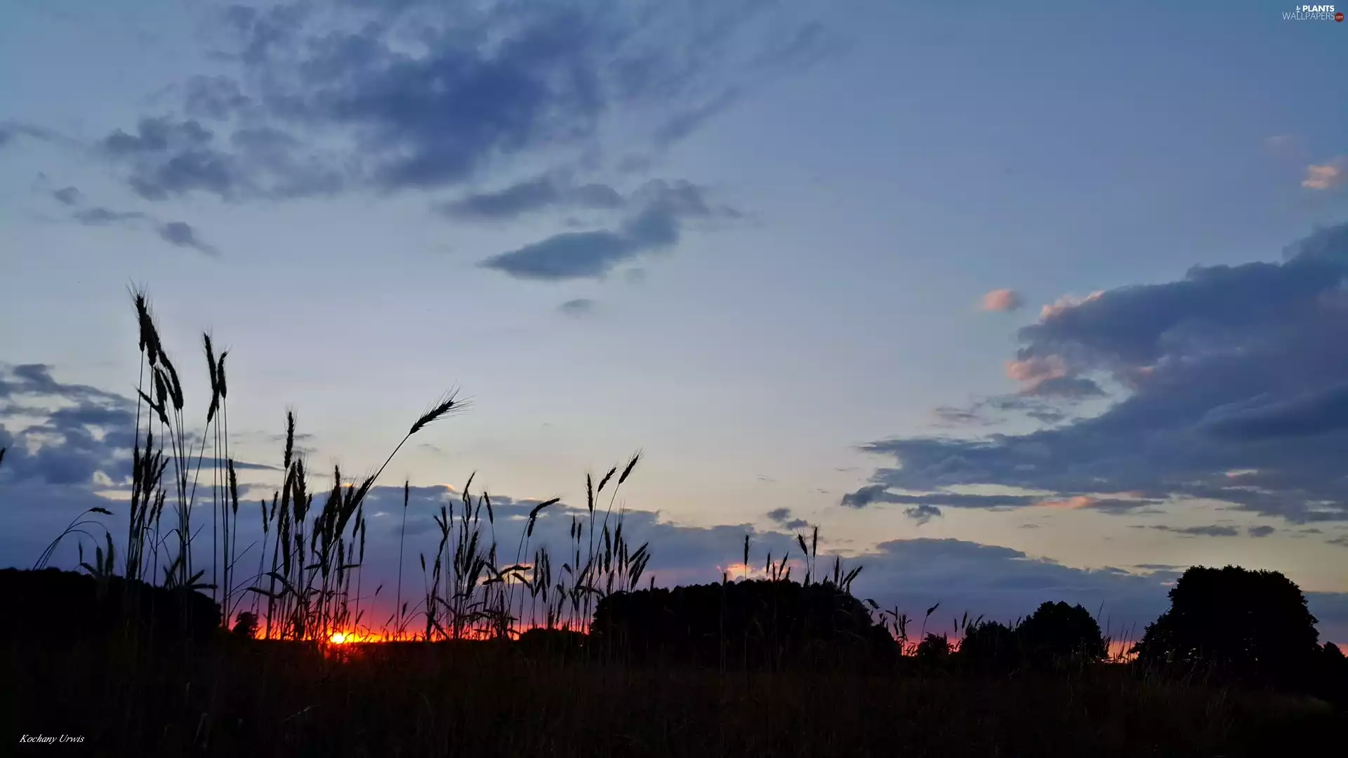 Ears, cereals, west, sun, Sky