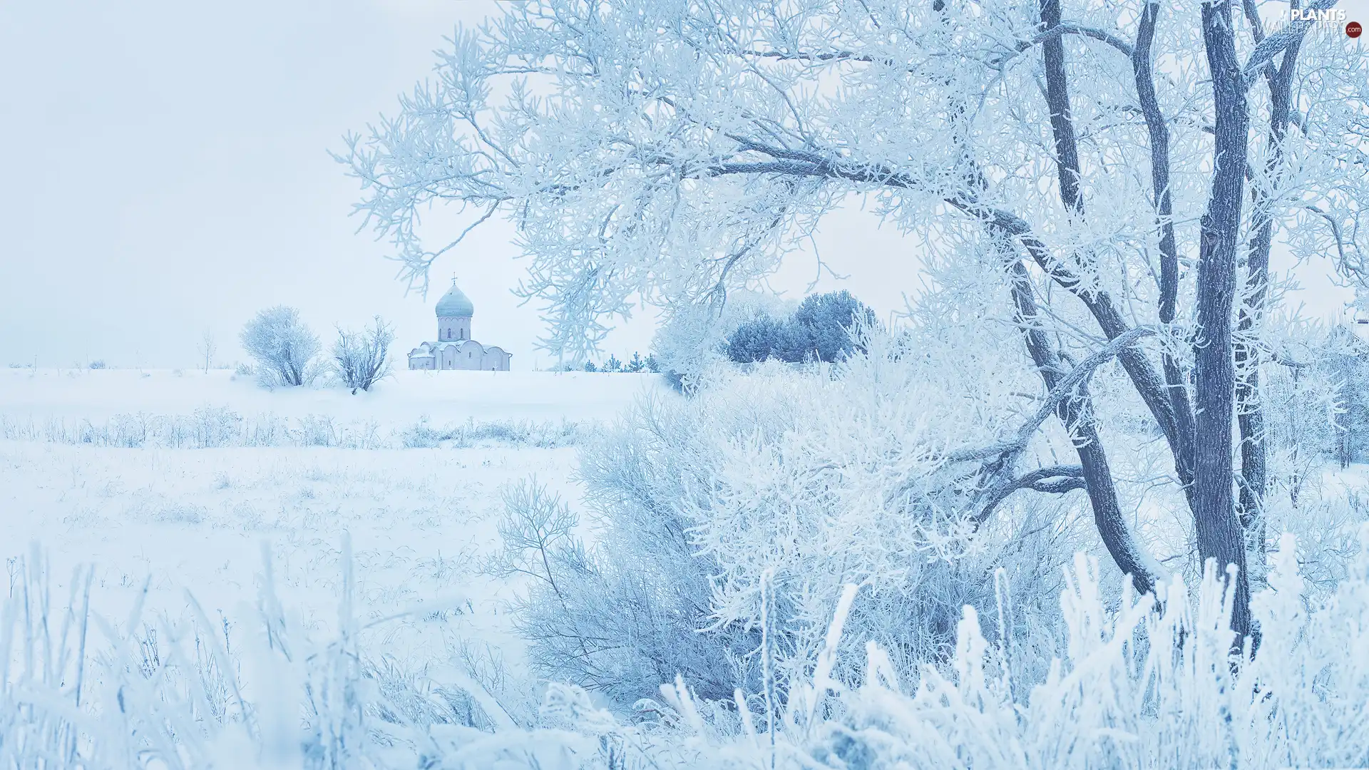 snow, trees, grass, viewes, winter, White frost, Cerkiew