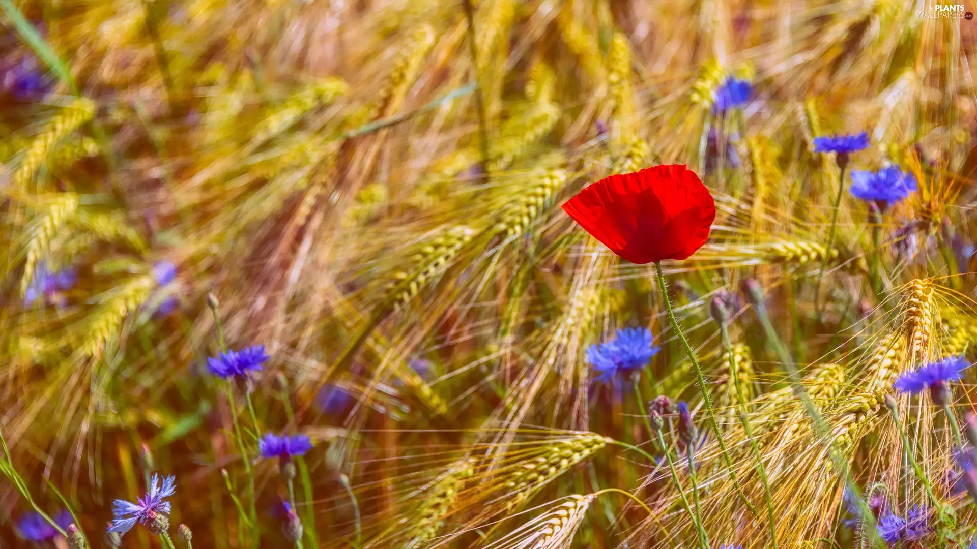 corn, Chaber, red weed, Flowers