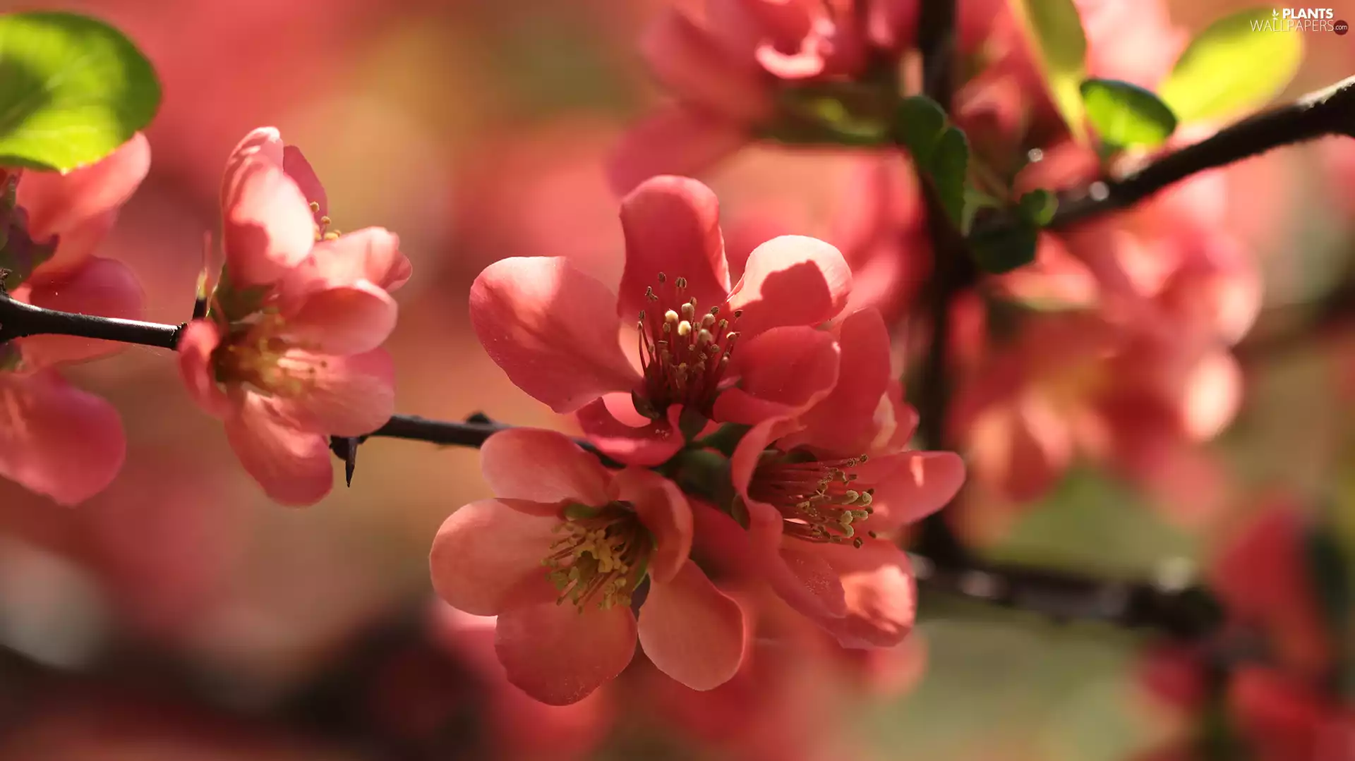 Bush, Red, Flowers, Chaenomeles