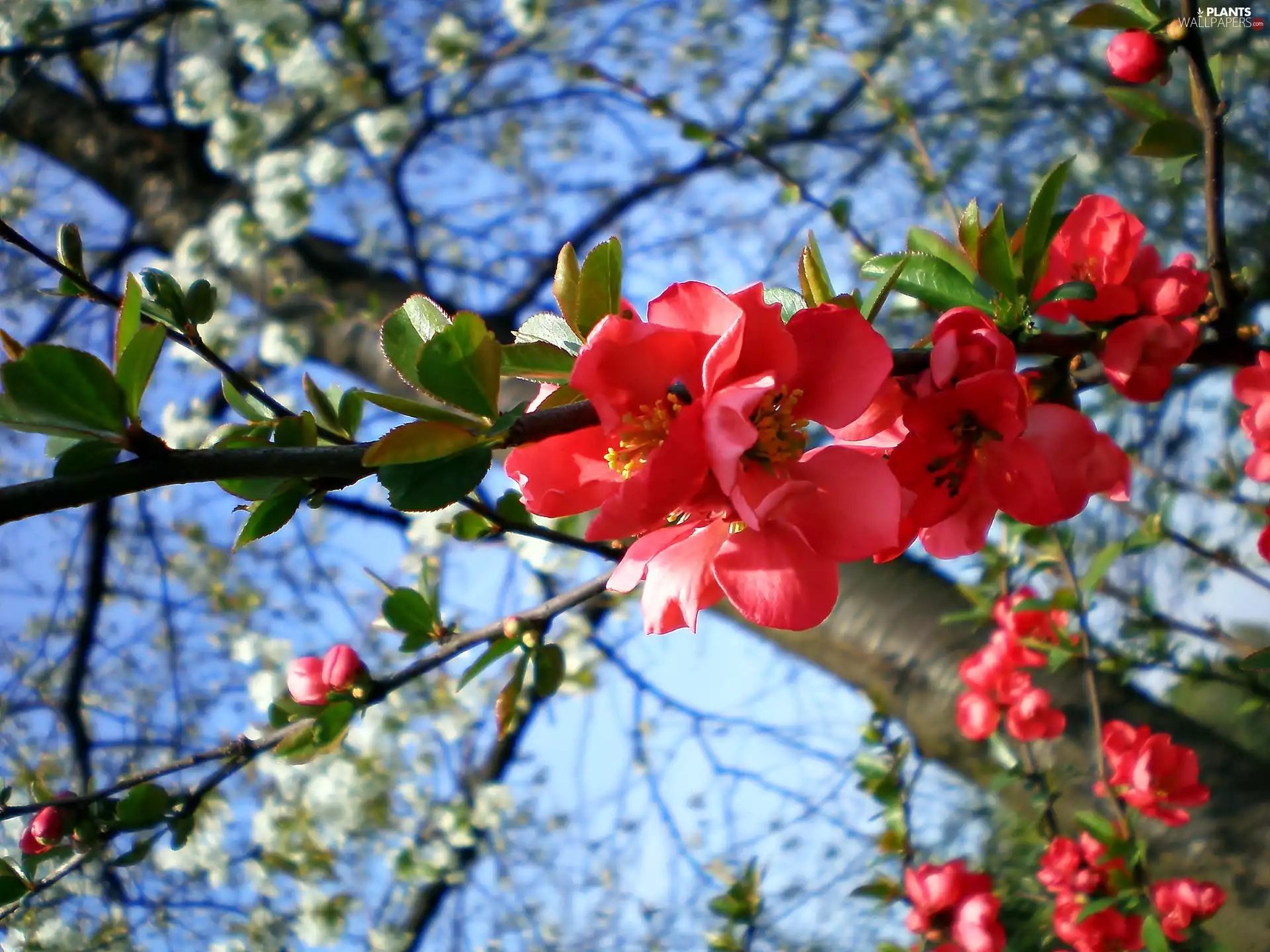 Chaenomeles, Spring, flower