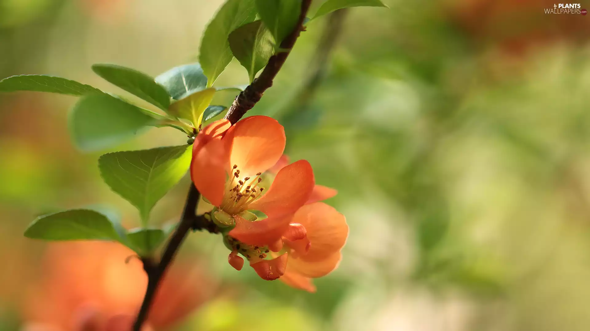 Chaenomeles, Red, Flowers