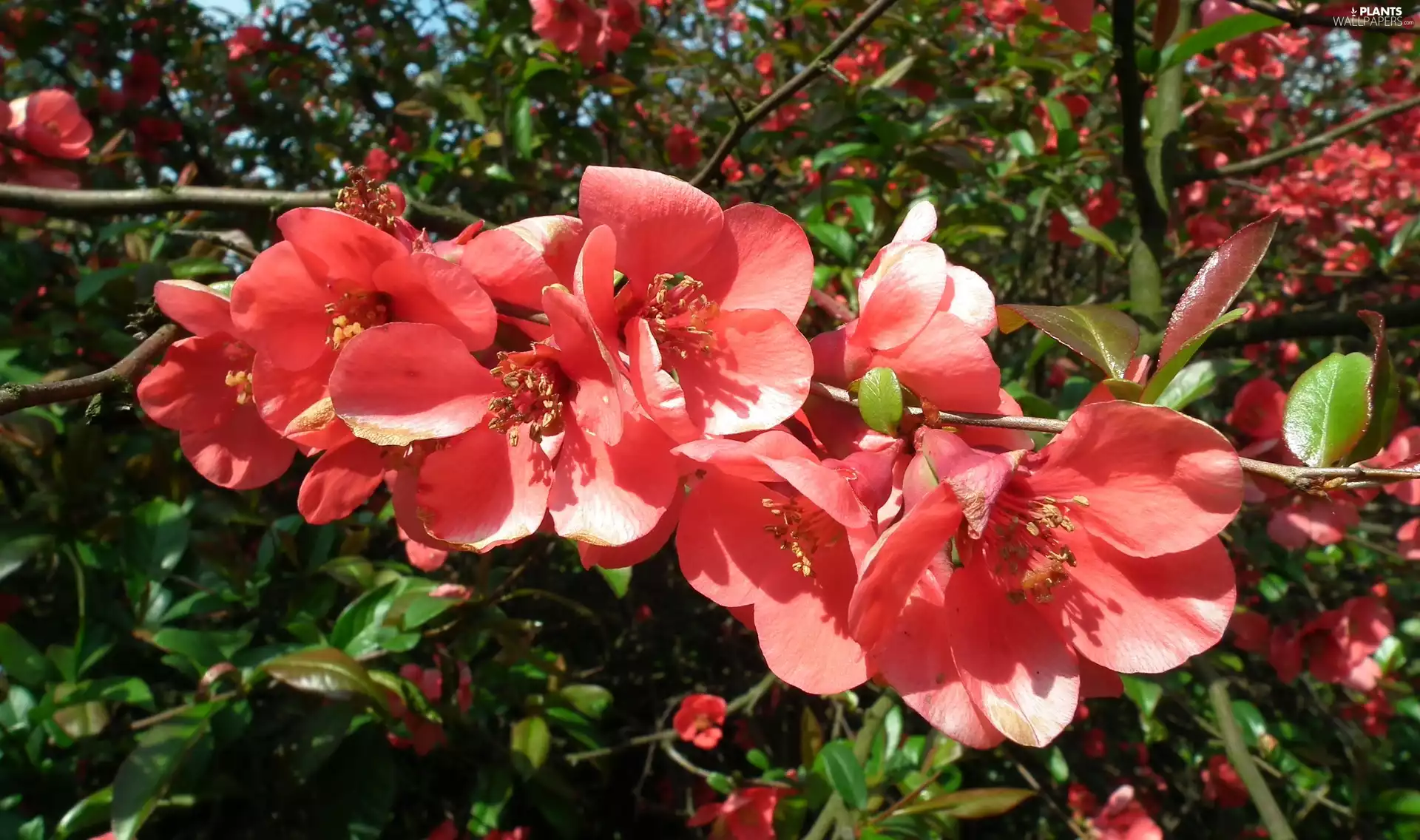 Chaenomeles, trees, fruit