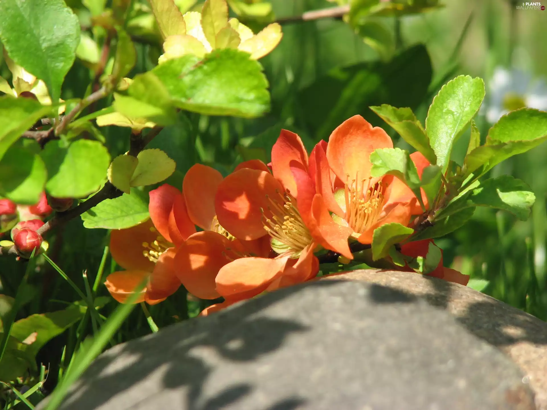 Chaenomeles, japanese