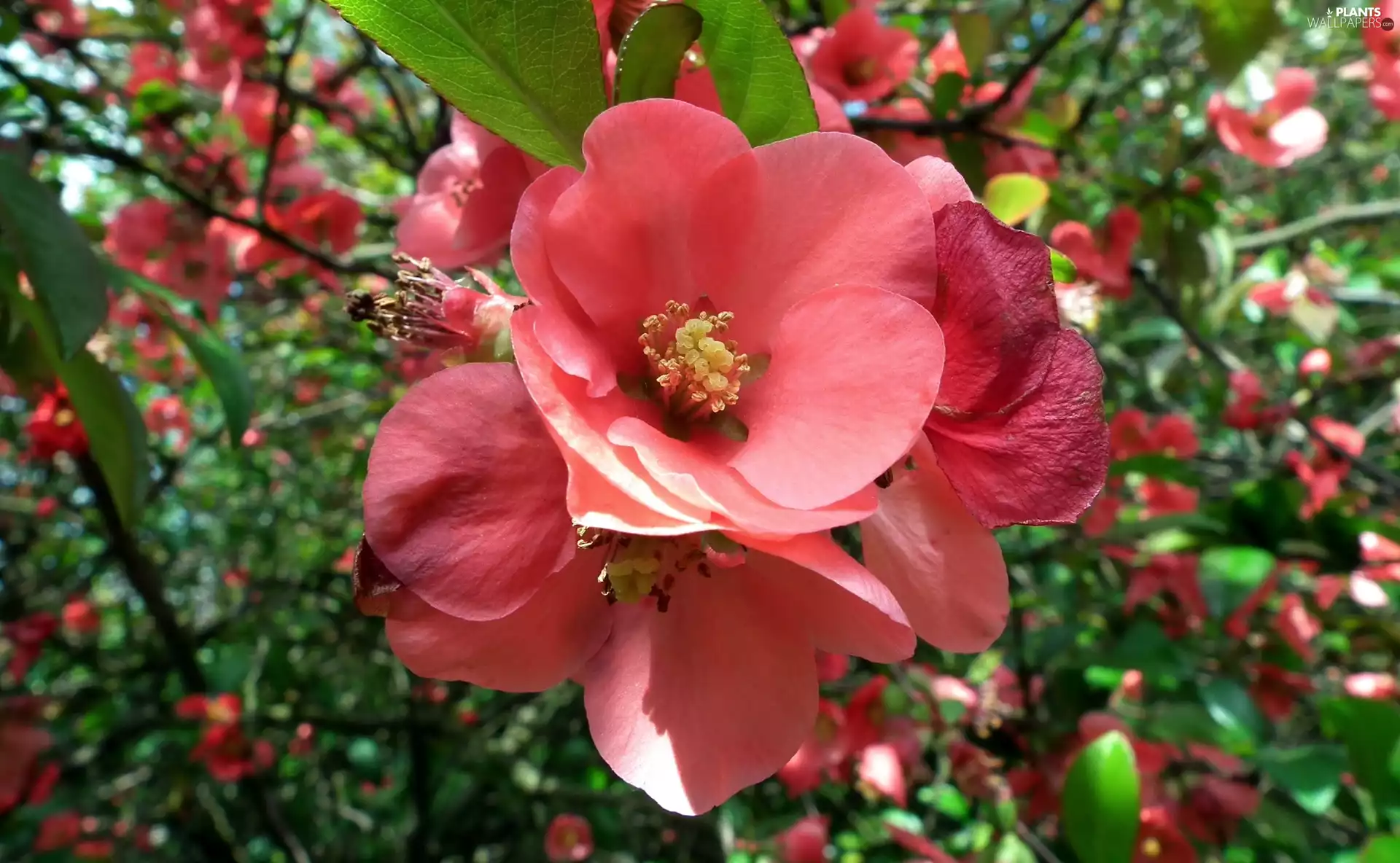 Chaenomeles, nature, trees