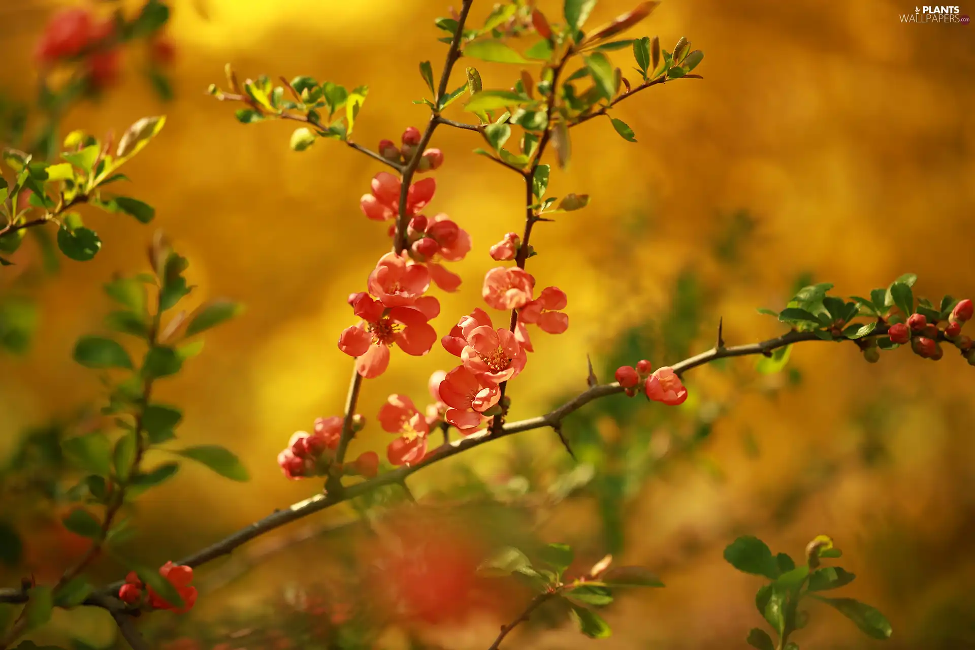 Twigs, Red, Flowers, Chaenomeles