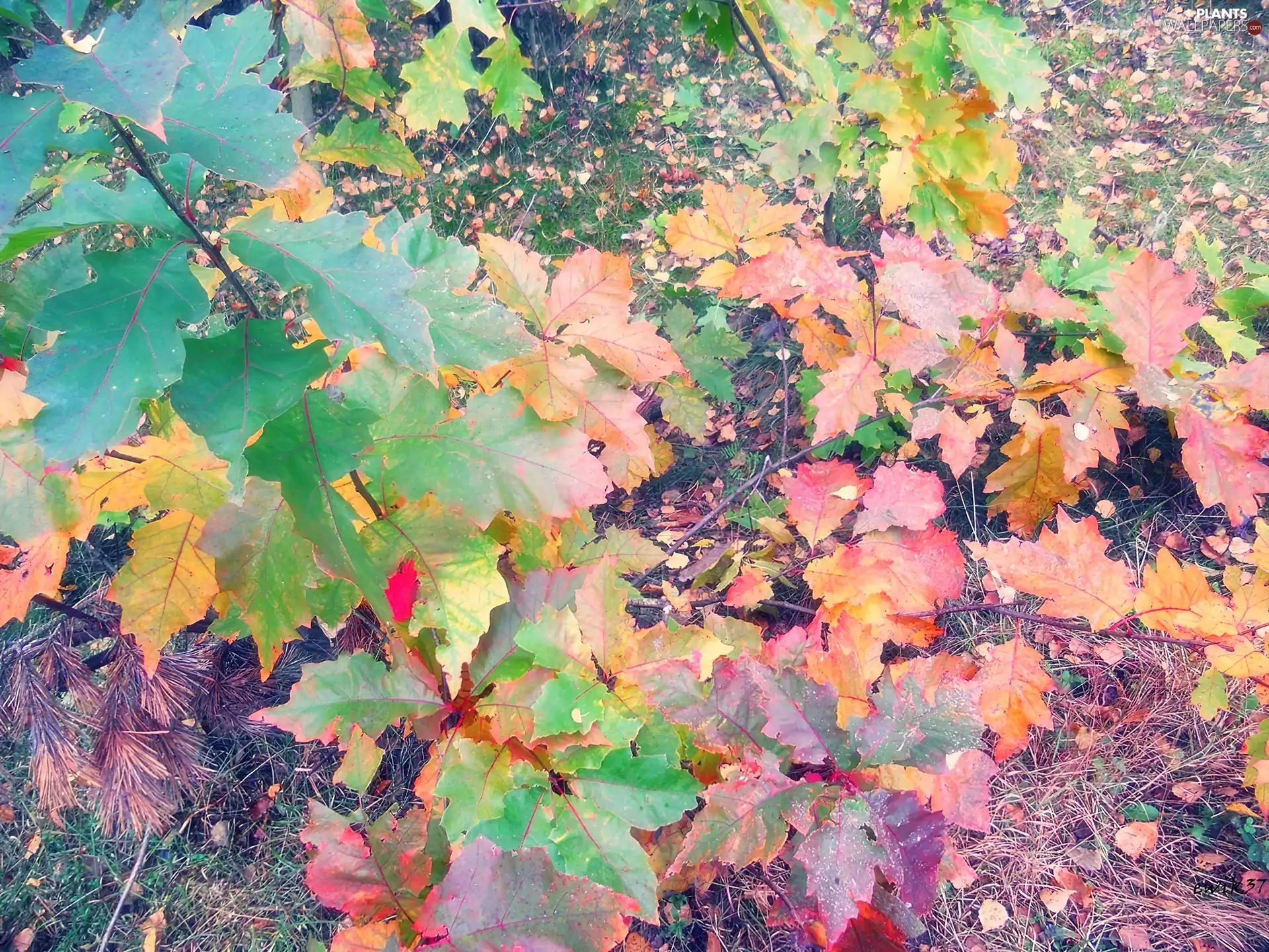 Leaf, Big, colors, change