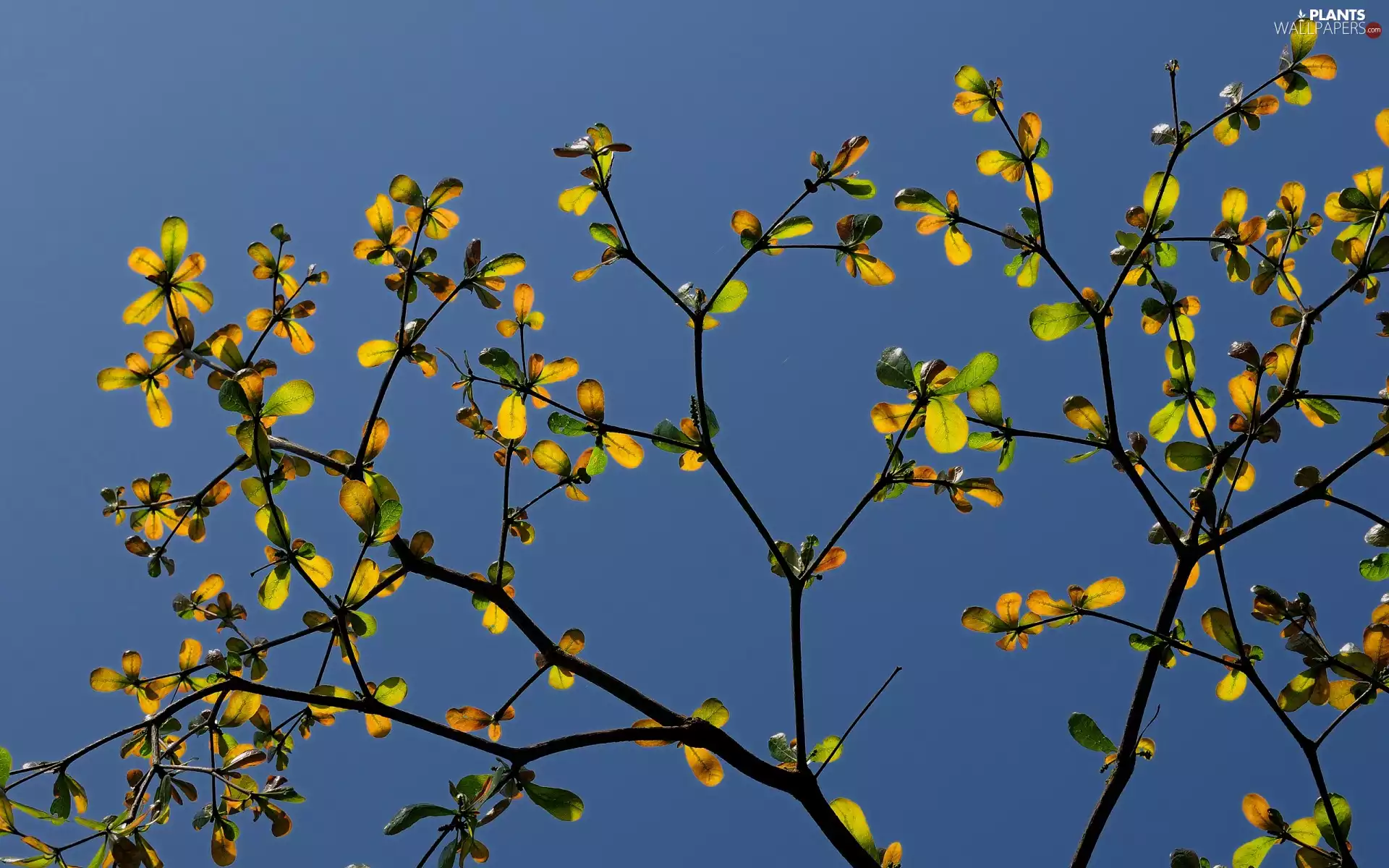 Twigs, Leaf, Sky, change
