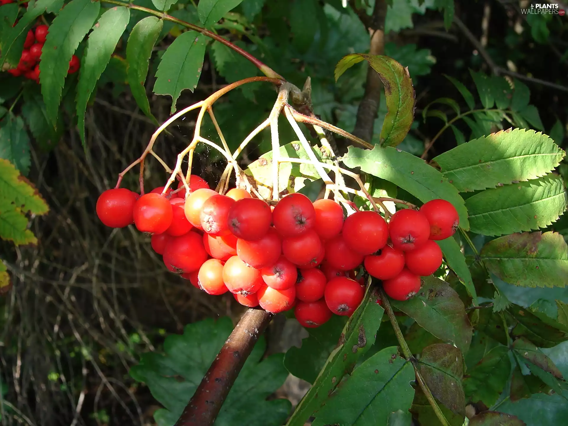 chaplet, Plant, Red
