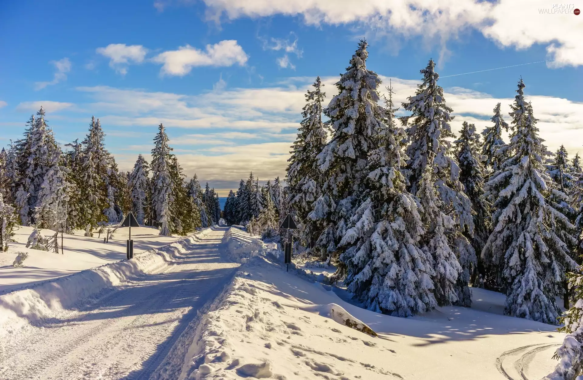 forest, Way, viewes, characters, winter, trees, Spruces