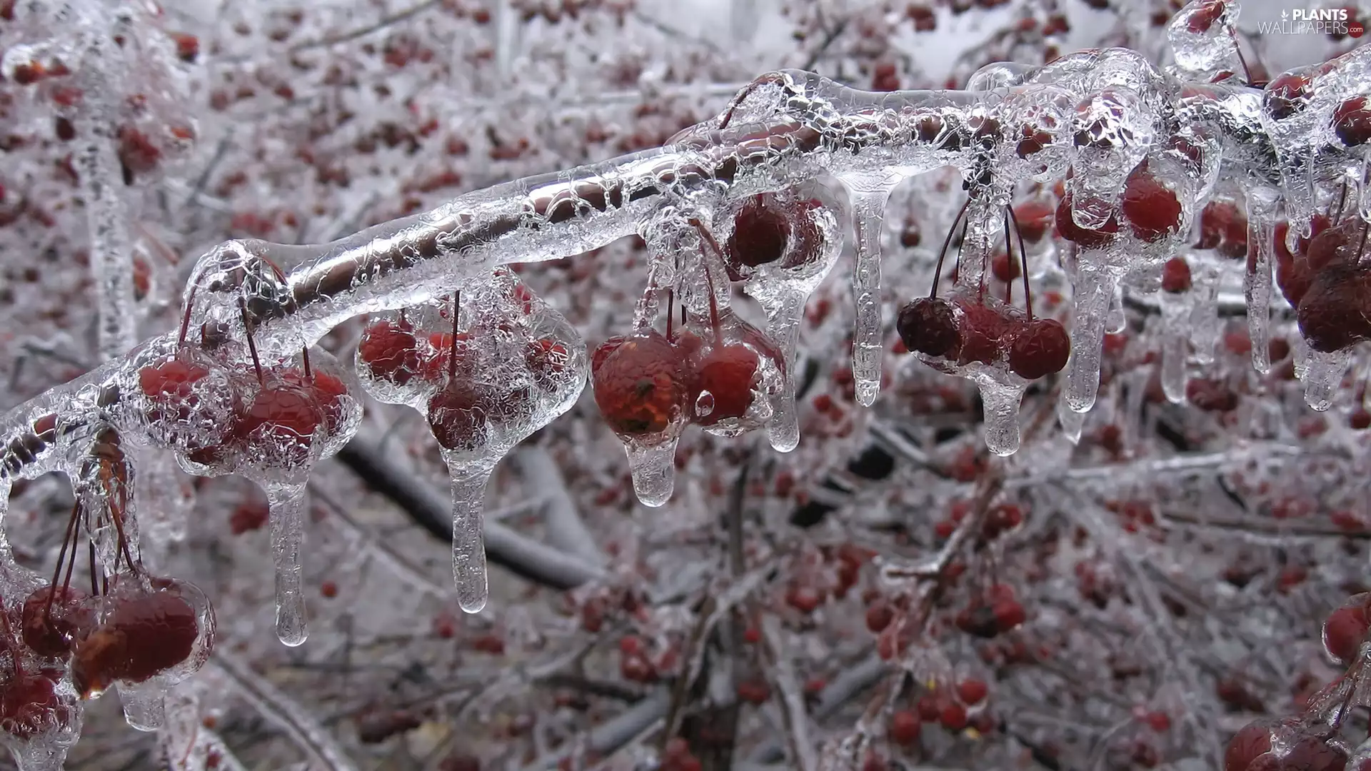 Icecream, Twigs, winter, cherries