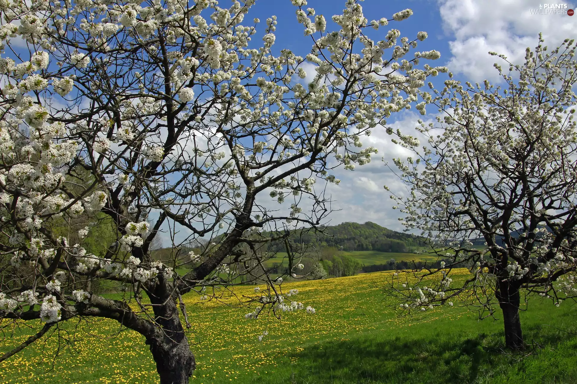 Spring, cherries, Meadow, Fruit Trees