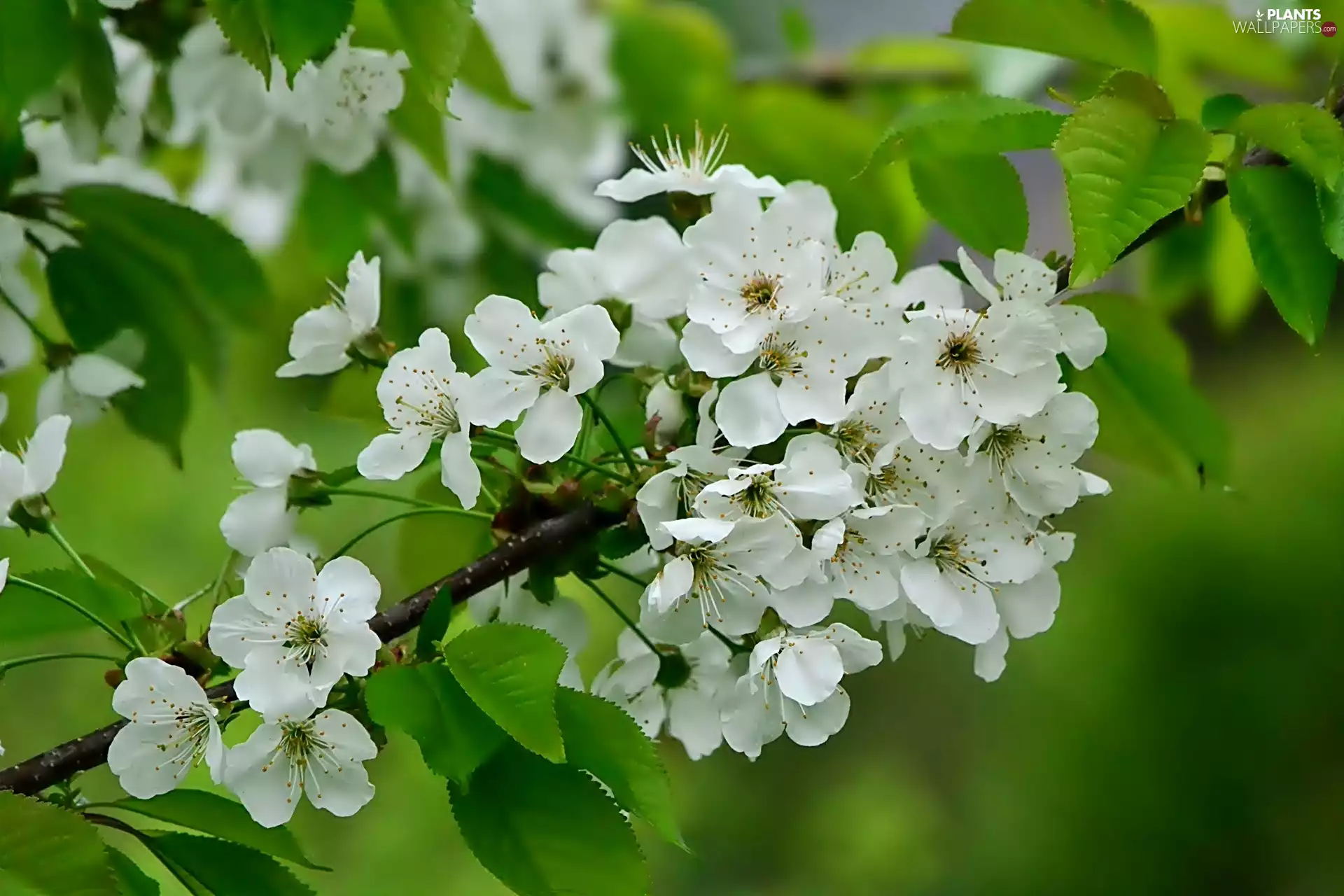 cherries, twig, Rising