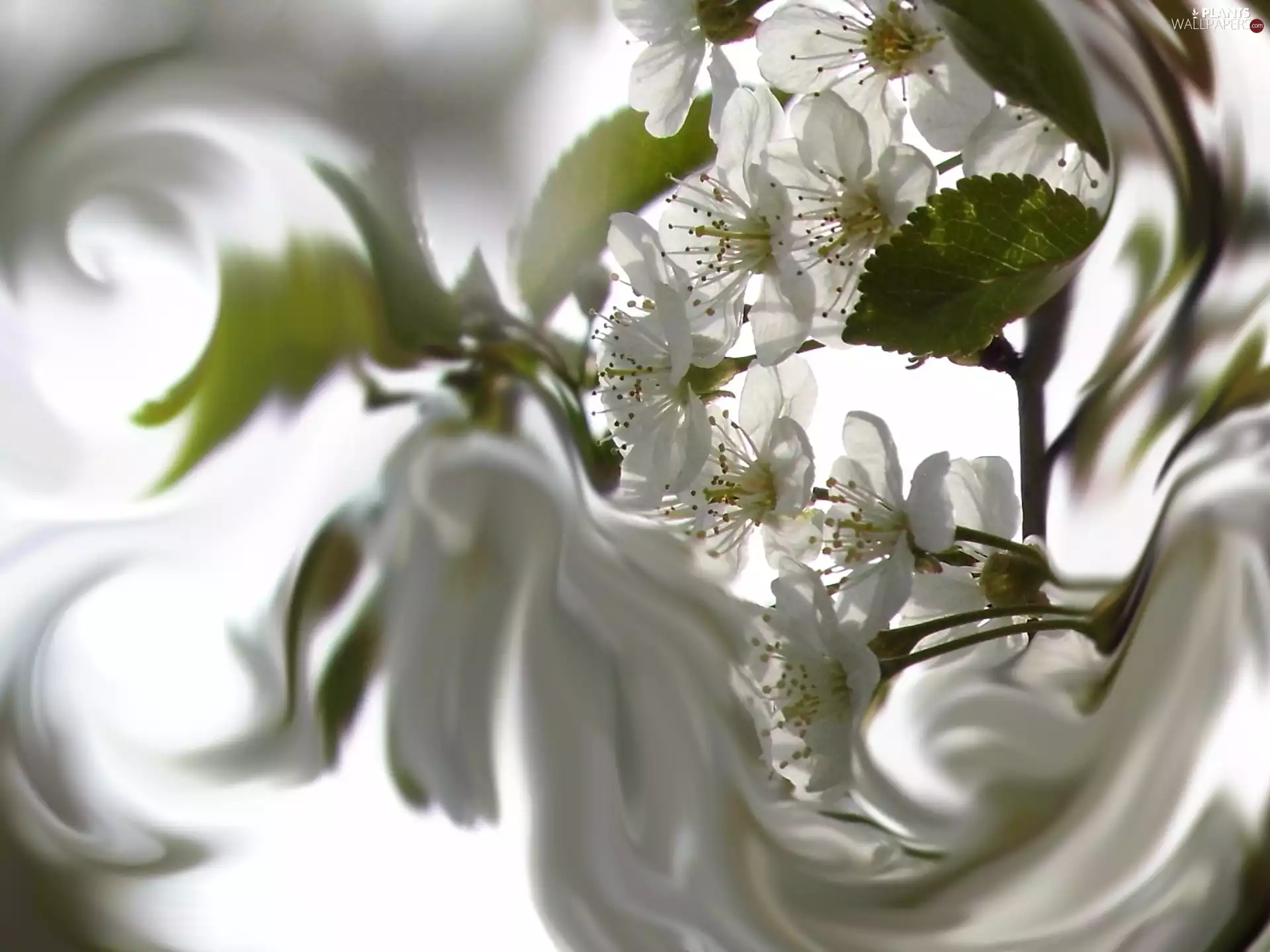 abstraction, Colourfull Flowers, cherry