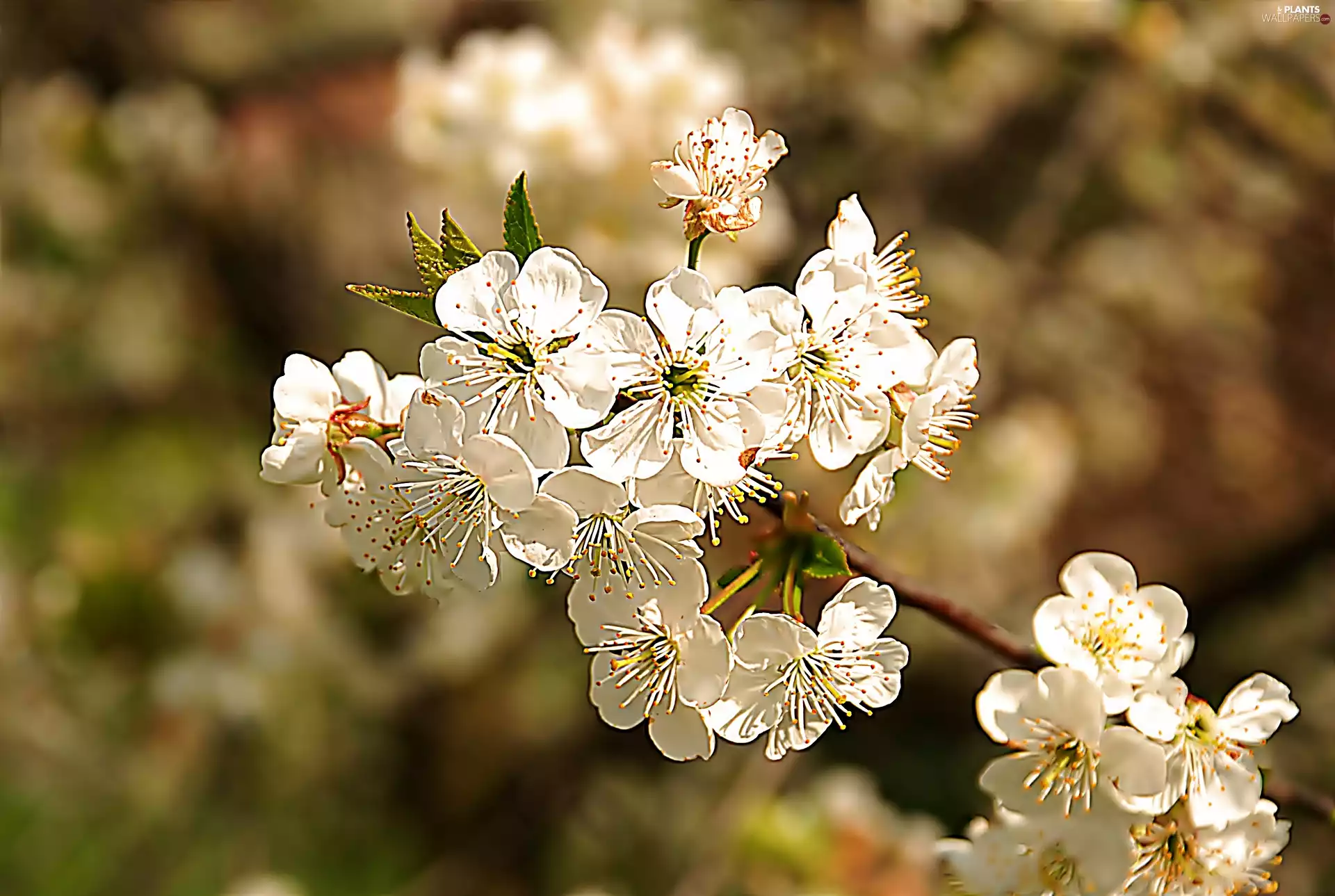 cherry, Spring, Blossoming