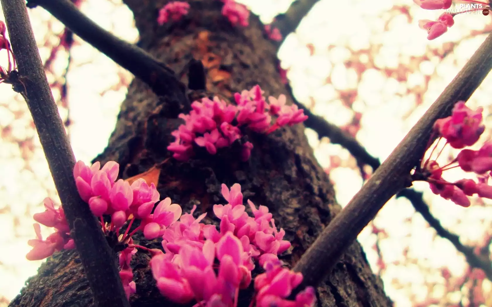 cherry, trees, Blossoming
