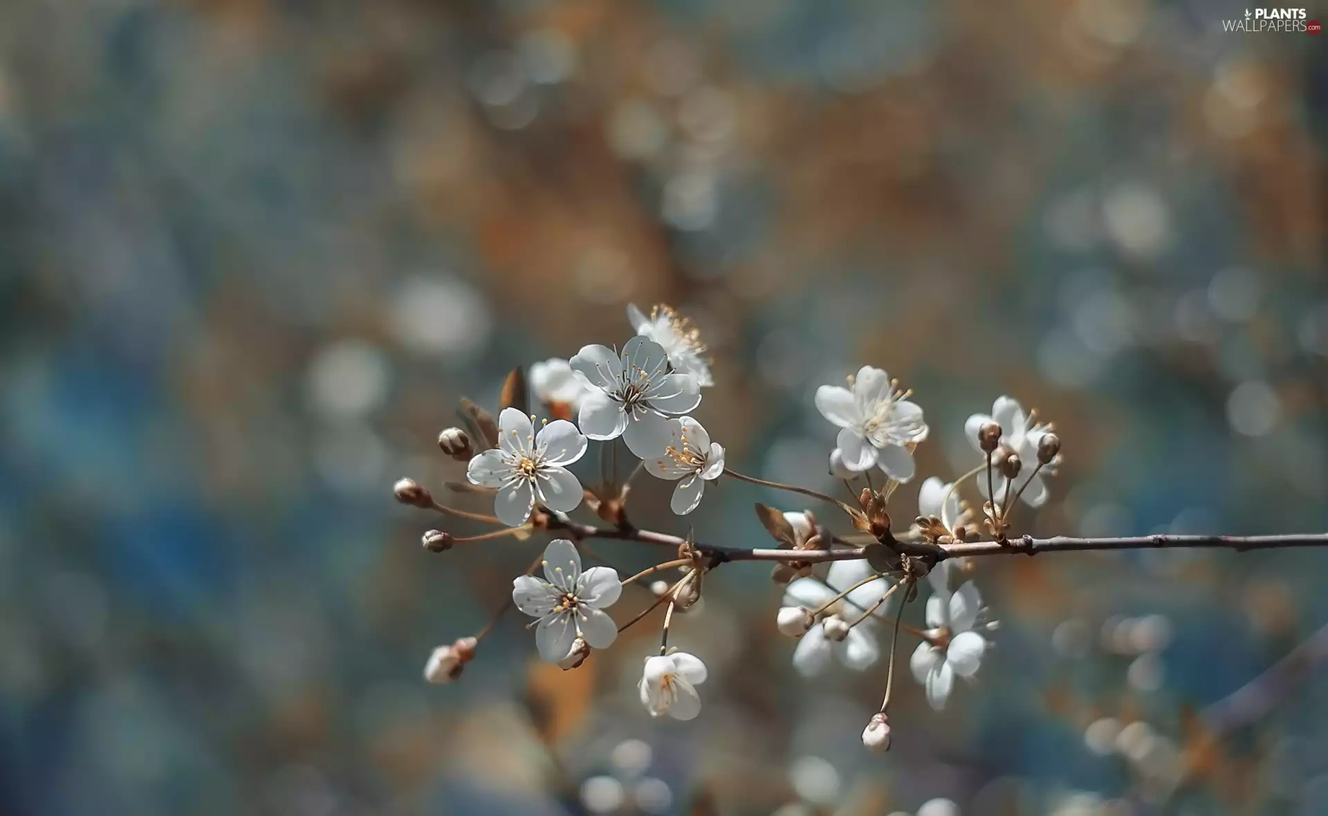 twig, cherry, blur, Fruit Tree