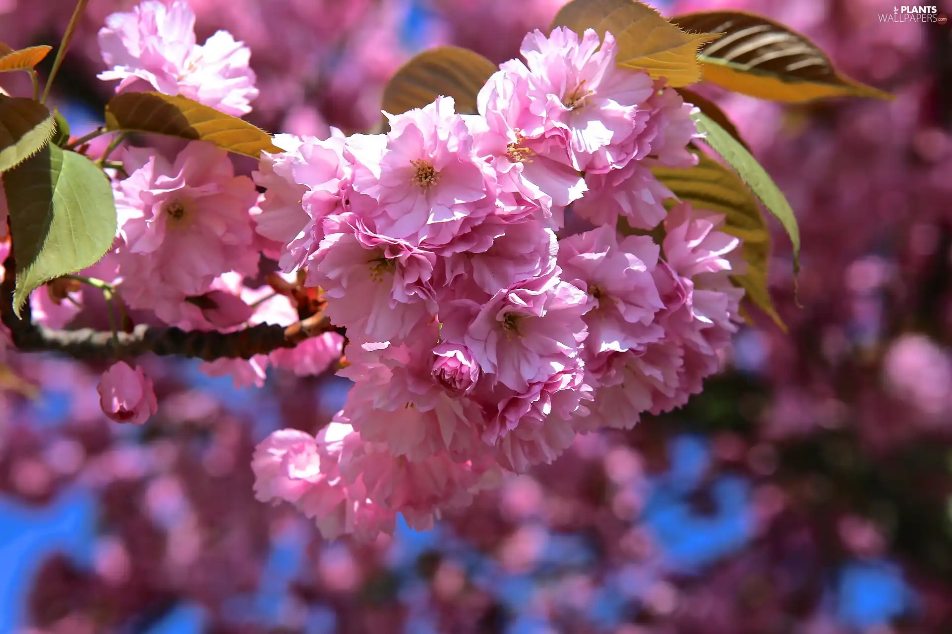 Fruit Tree, Japanese Cherry, Flowers, branch