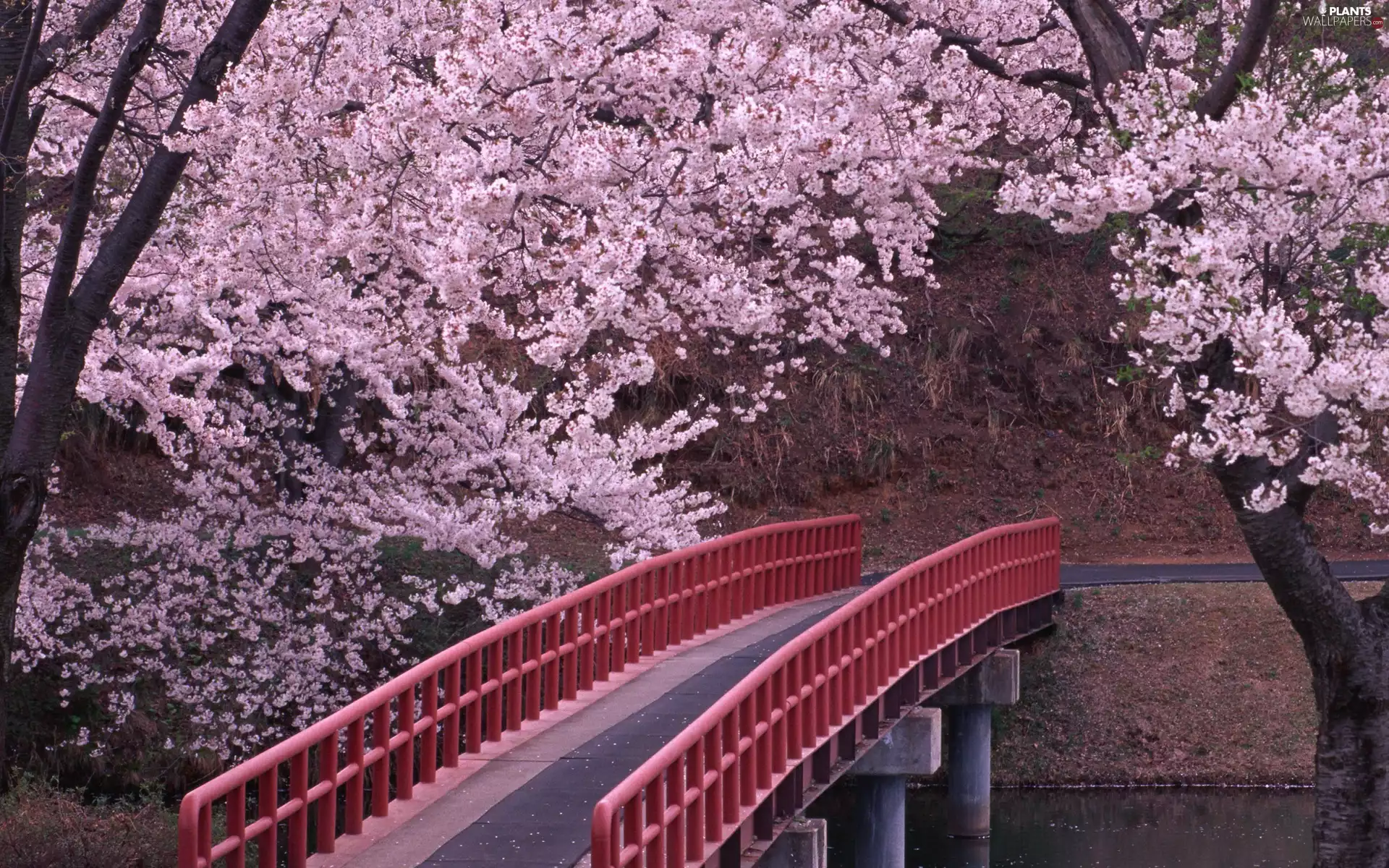 trees, Red, Blossoming, cherry, viewes, bridge