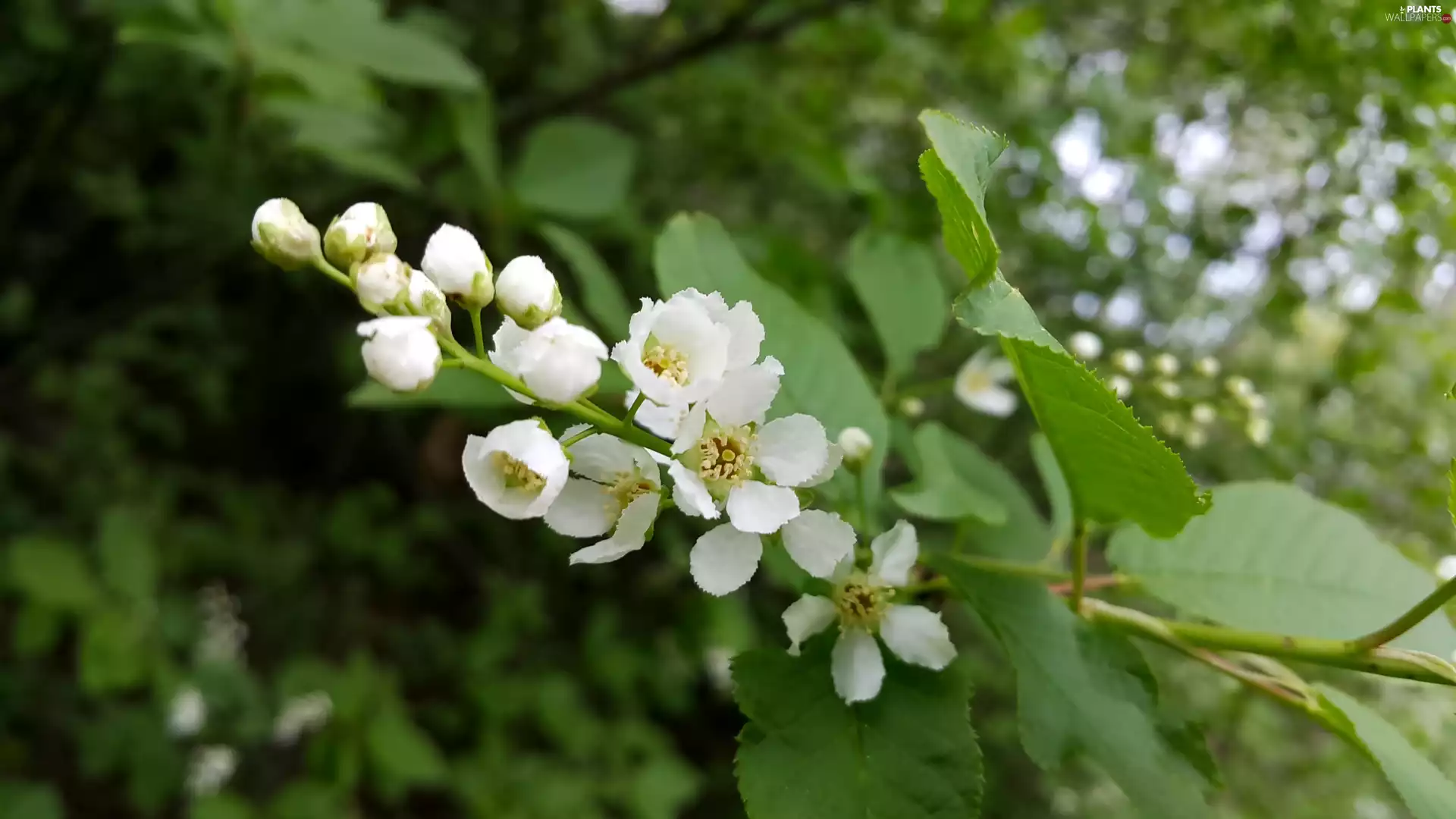 Colourfull Flowers, Bird Cherry