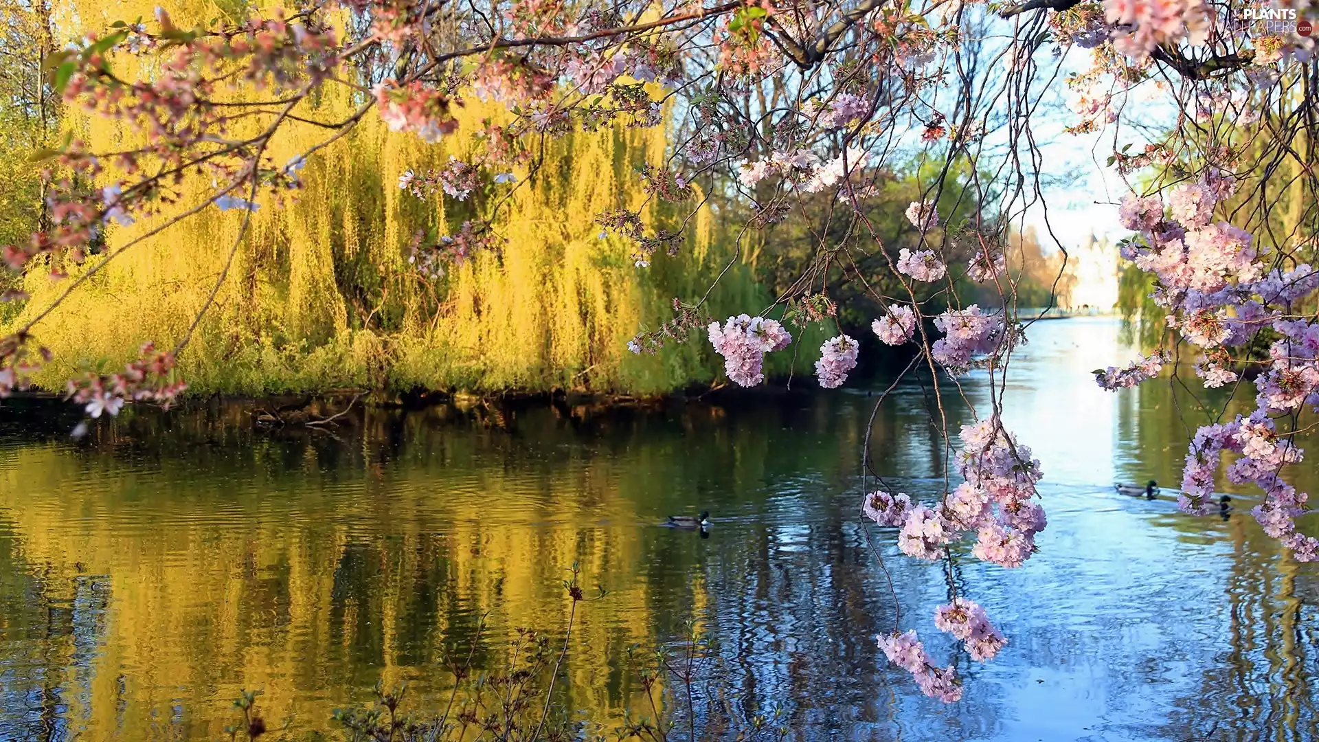 Willow, lake, Blossoming, cherry, Crying, ducks
