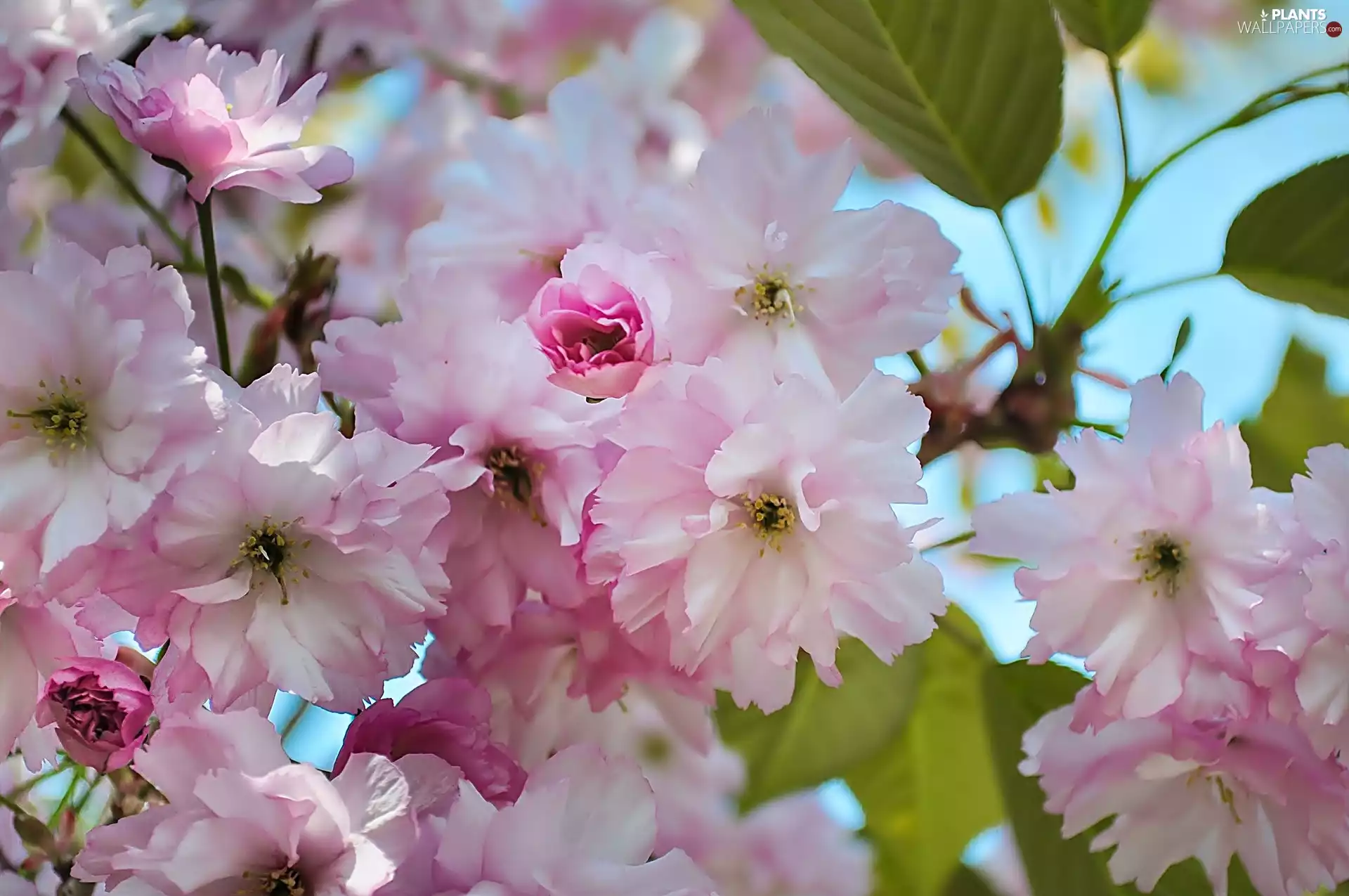 Japanese Cherry, flourishing, Fruit Tree