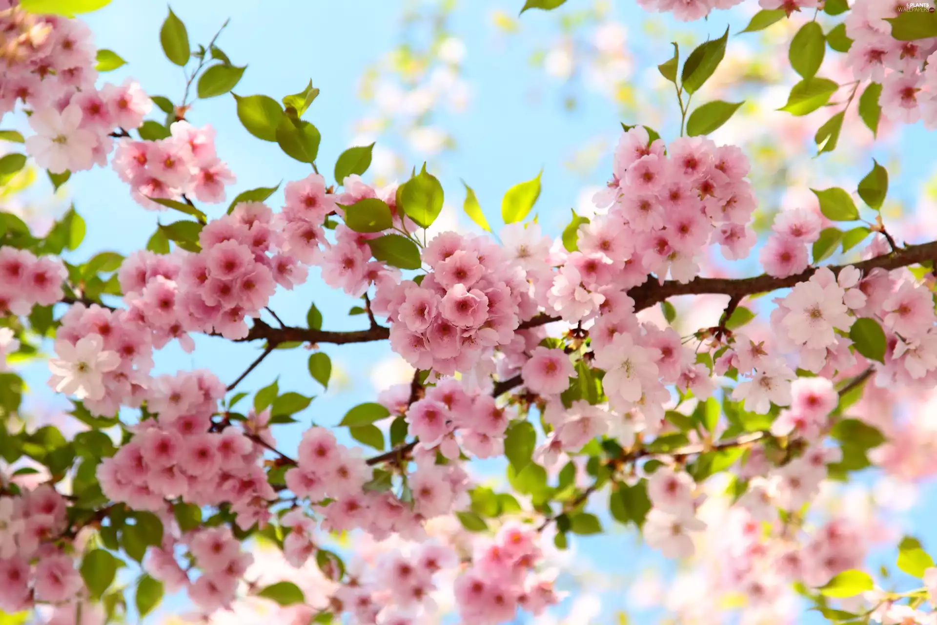 Twigs, flourishing, Flowers, cherry, Pink, Fruit Tree