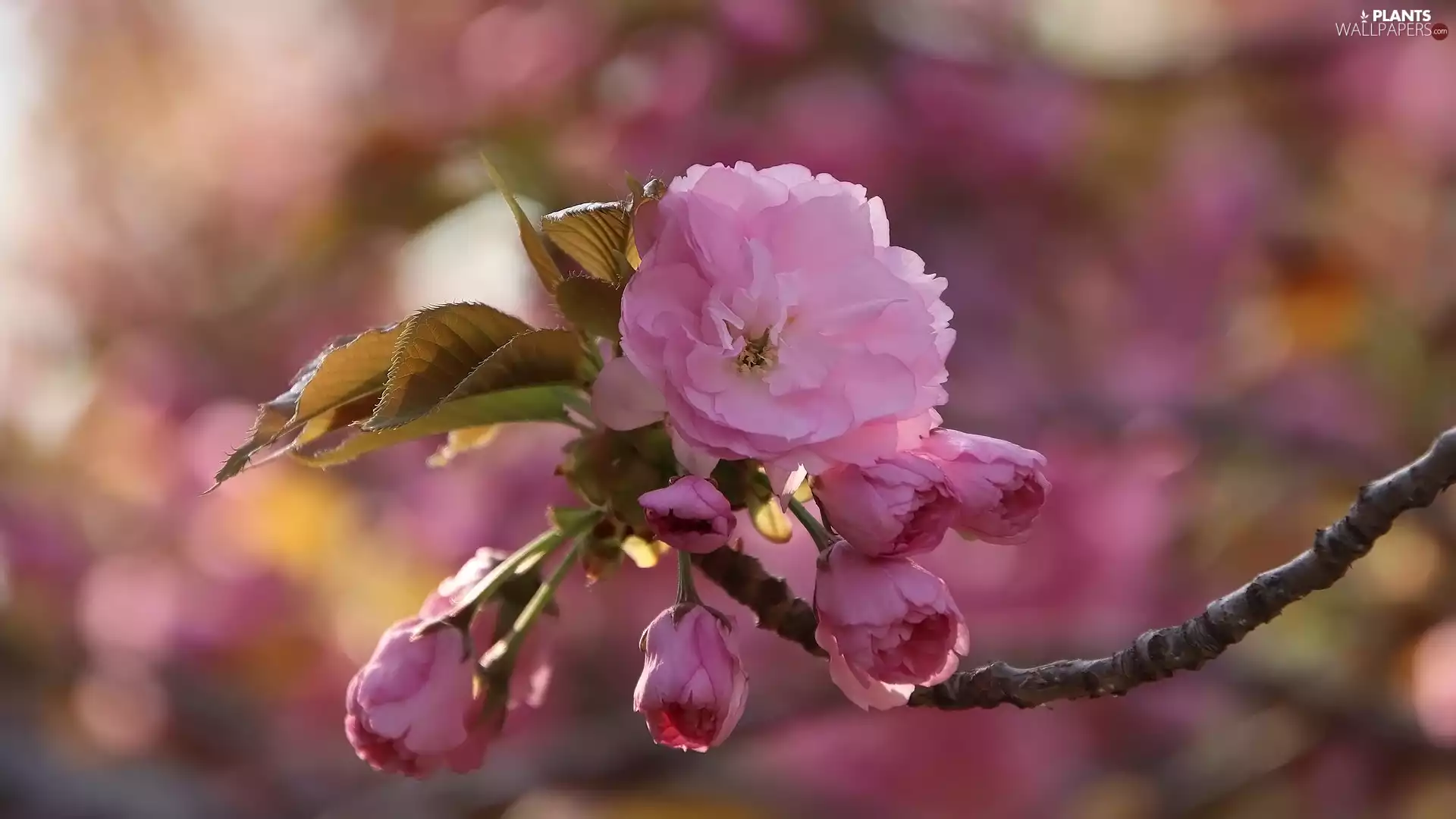 Fruit Tree, Japanese Cherry, twig, Flowers