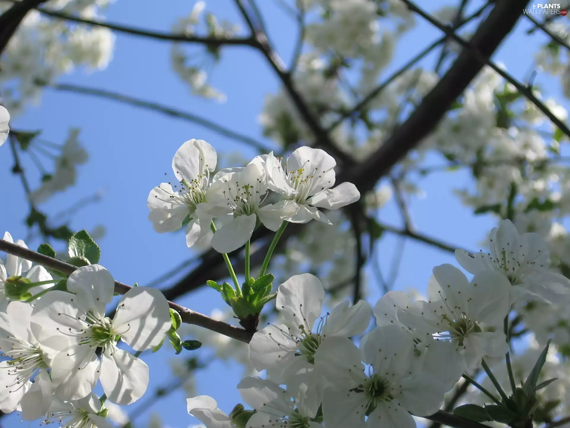 cherry, sapling, Flowers