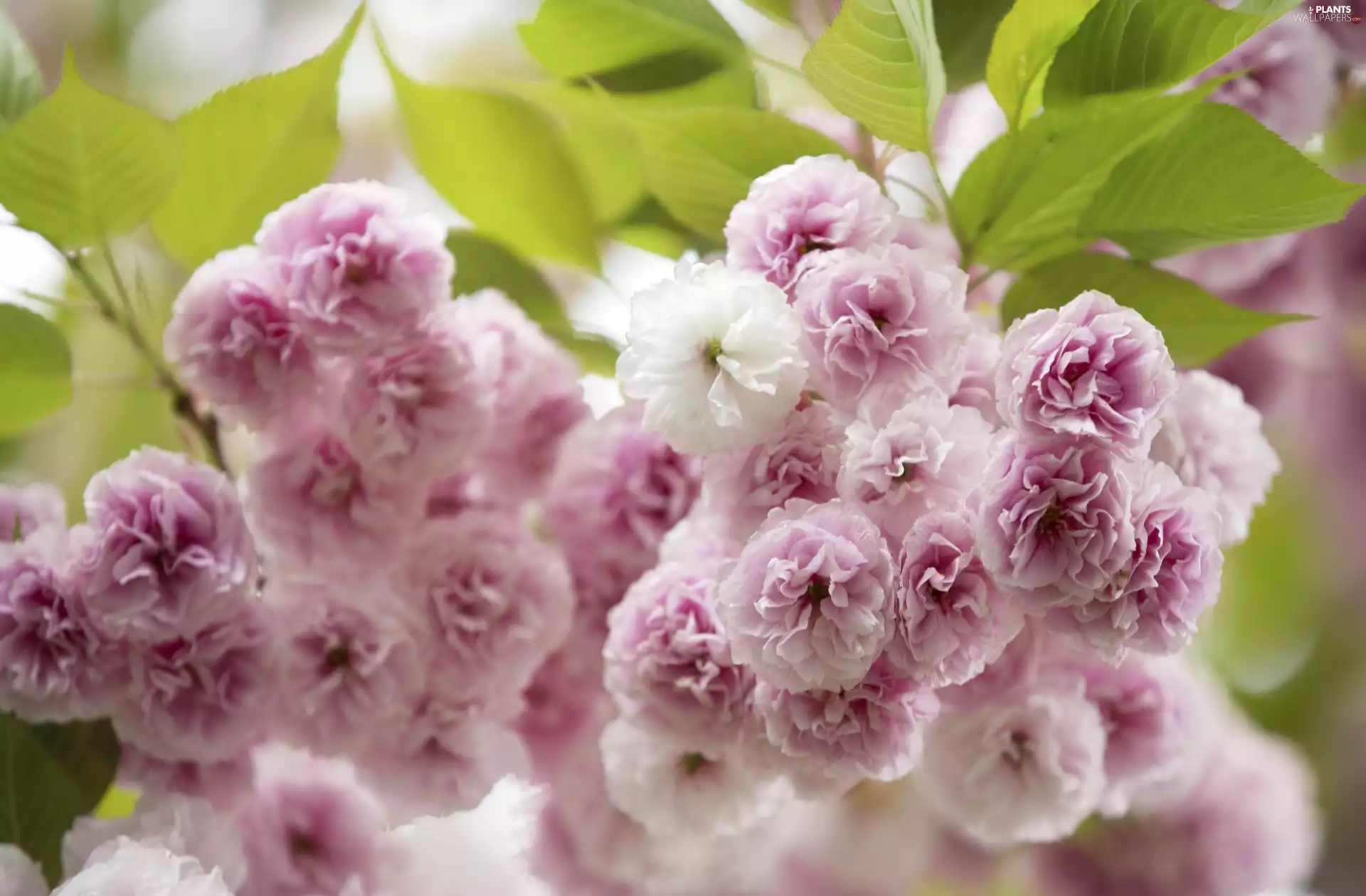 Japanese Cherry, Flowers, Fruit Tree