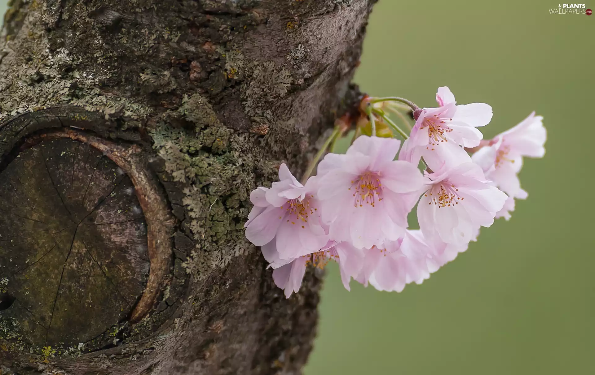 Flowers, Fruit Tree, cherry