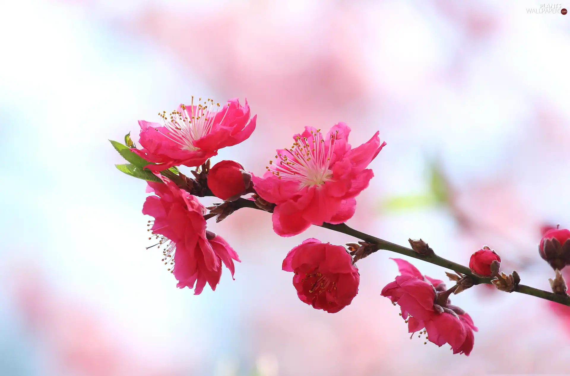 cherry, Flowers, trees, fruit, twig