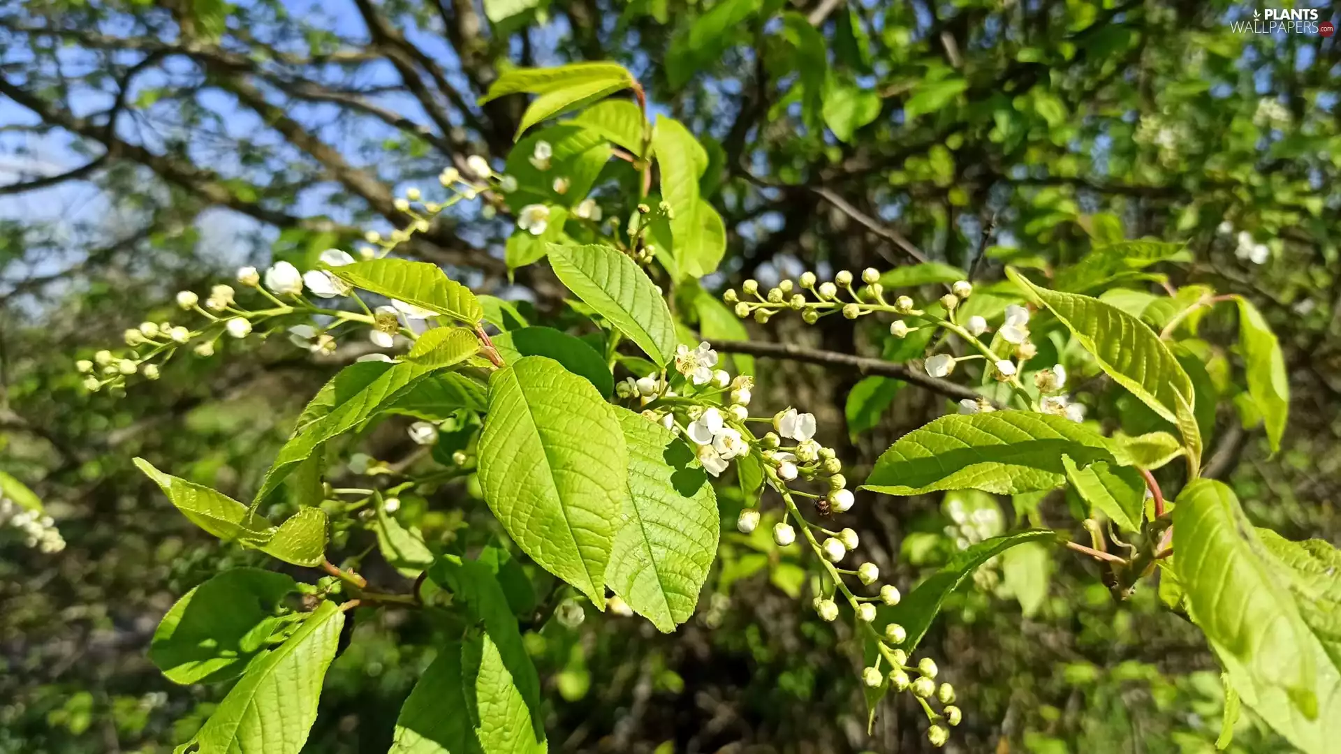 Bird Cherry, Flowers, leaves, White