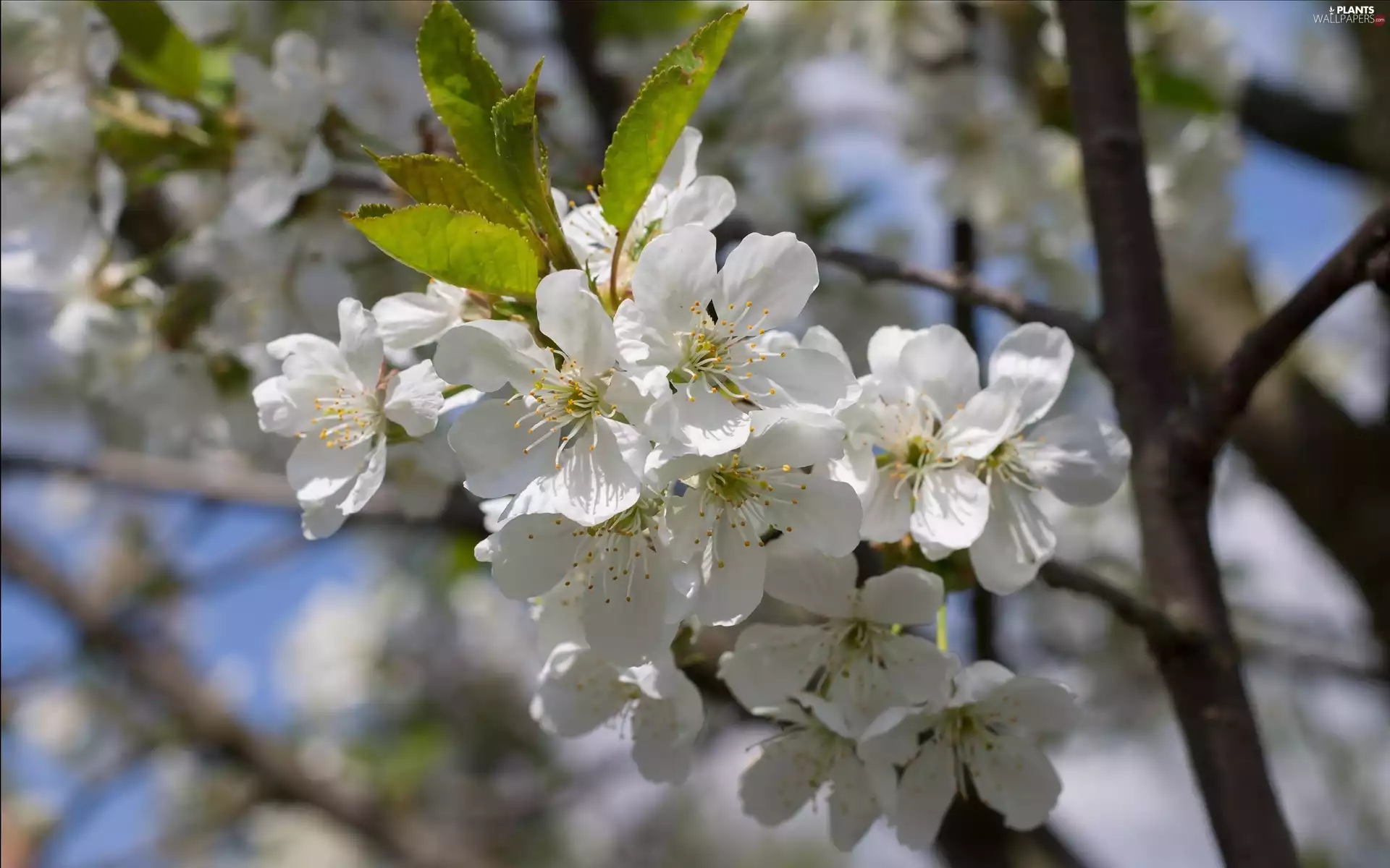 cherry, White, Flowers