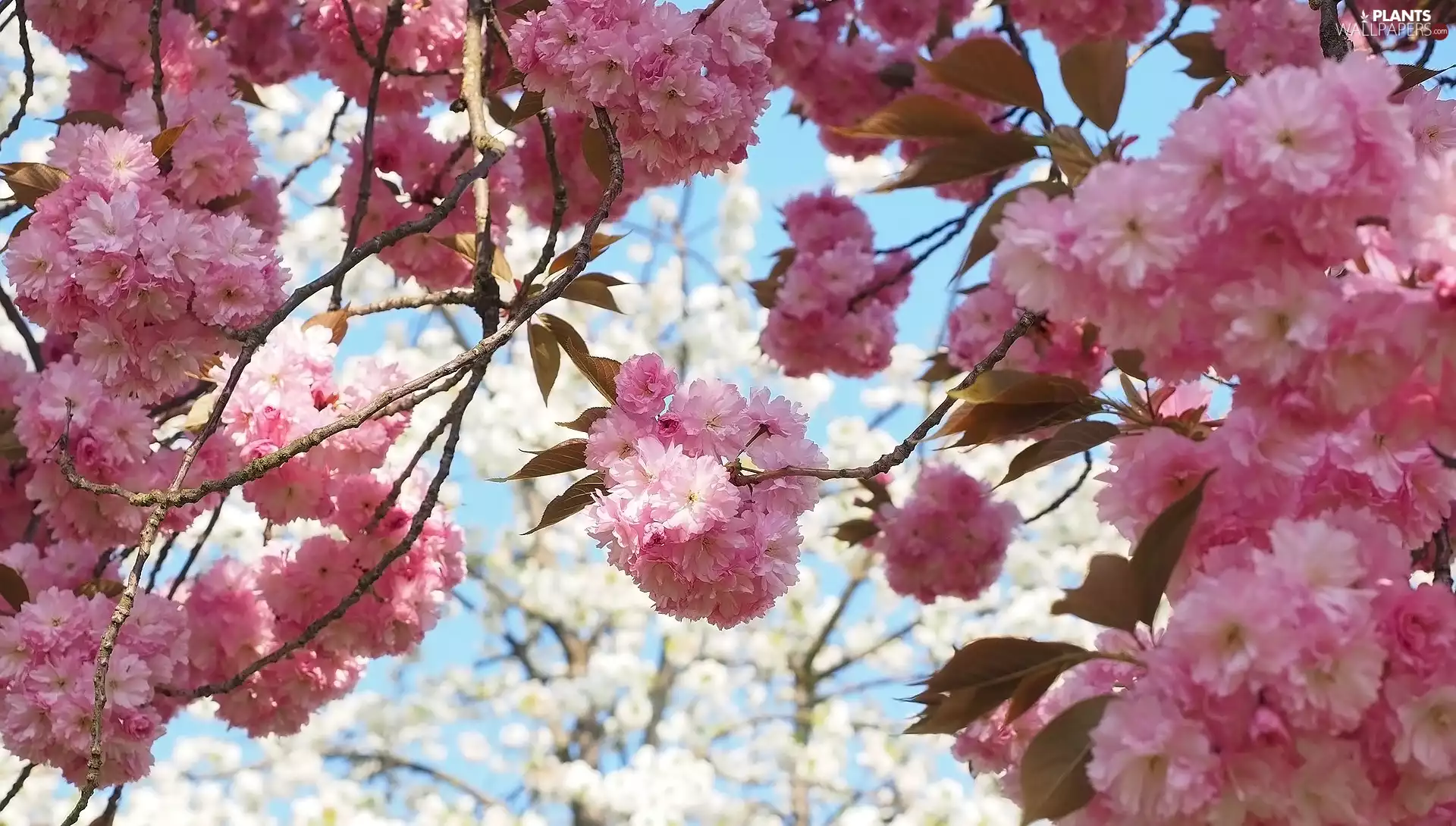 Japanese Cherry, Fruit Tree, Flowers