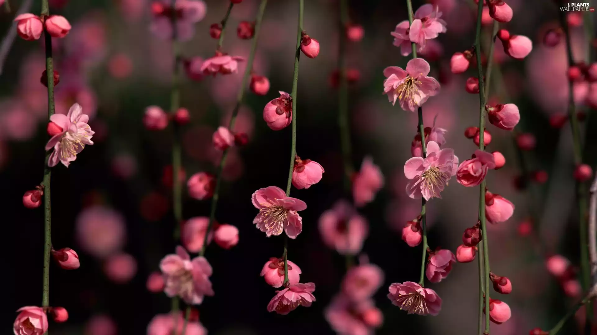 Flowers, cherry, Fruit Tree, twig