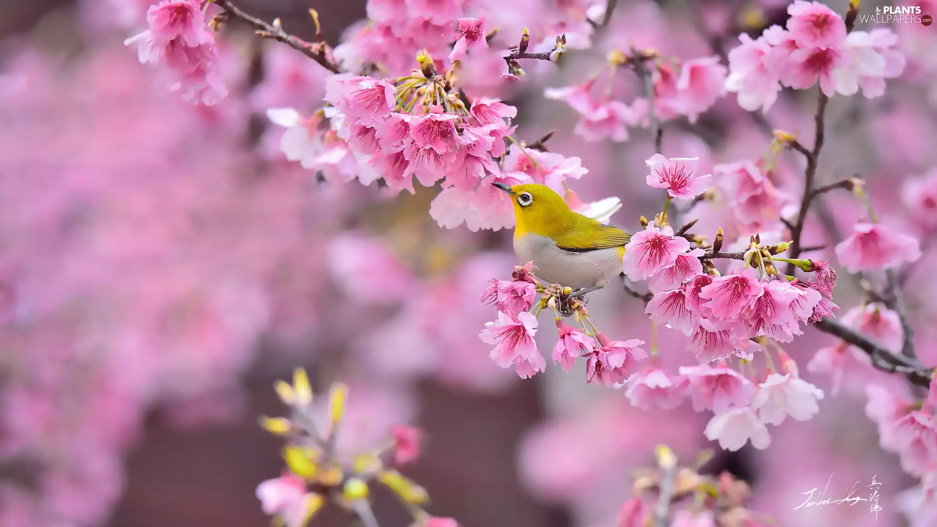 Flowers, Zosterops, Fruit Tree, Pink, Bird, Twigs, cherry