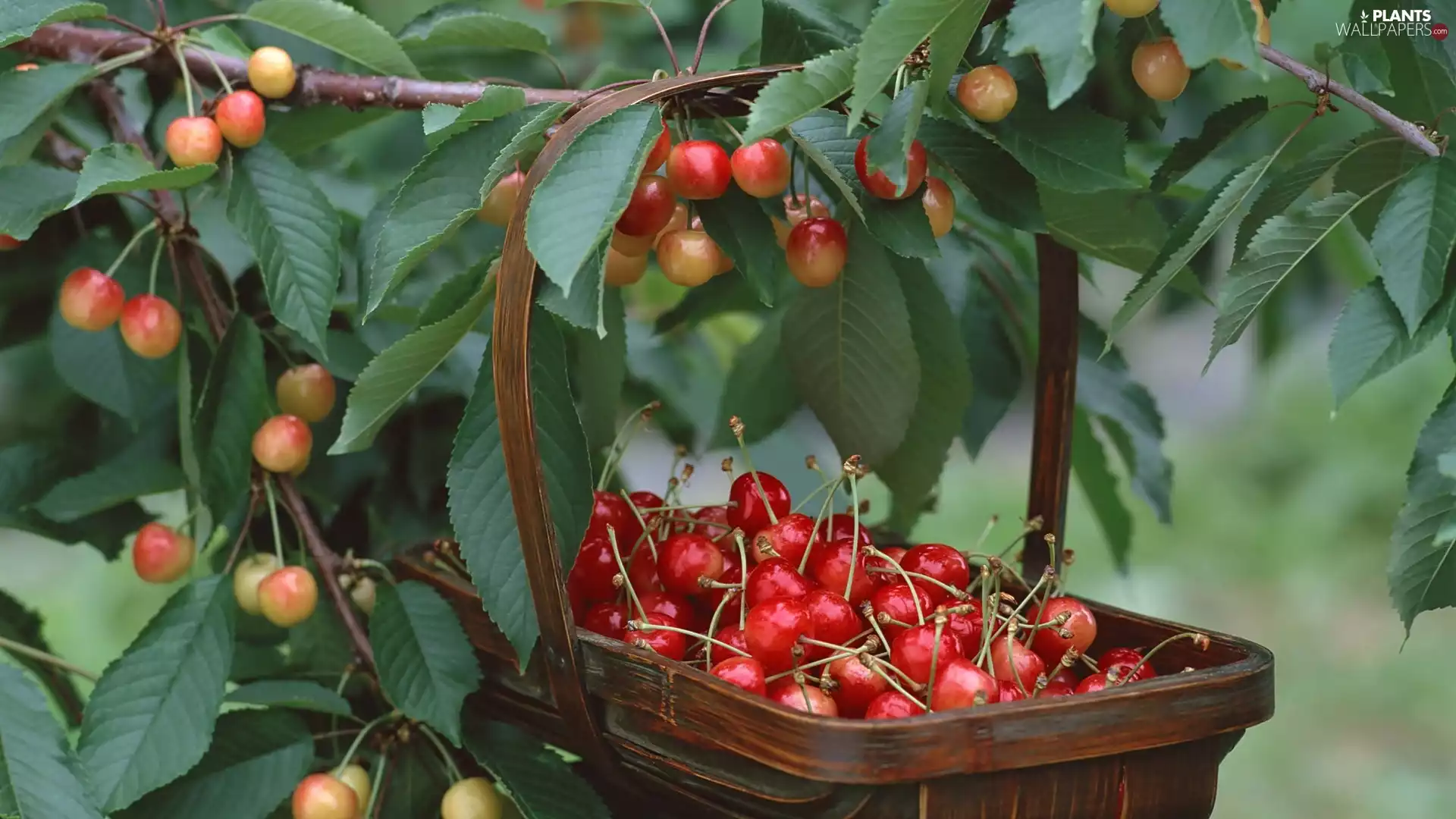 Garden, basket, Fruits, cherry