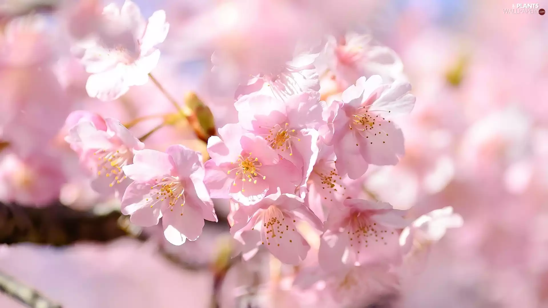 Pink, Flowers, Japanese Cherry, twig, Fruit Tree