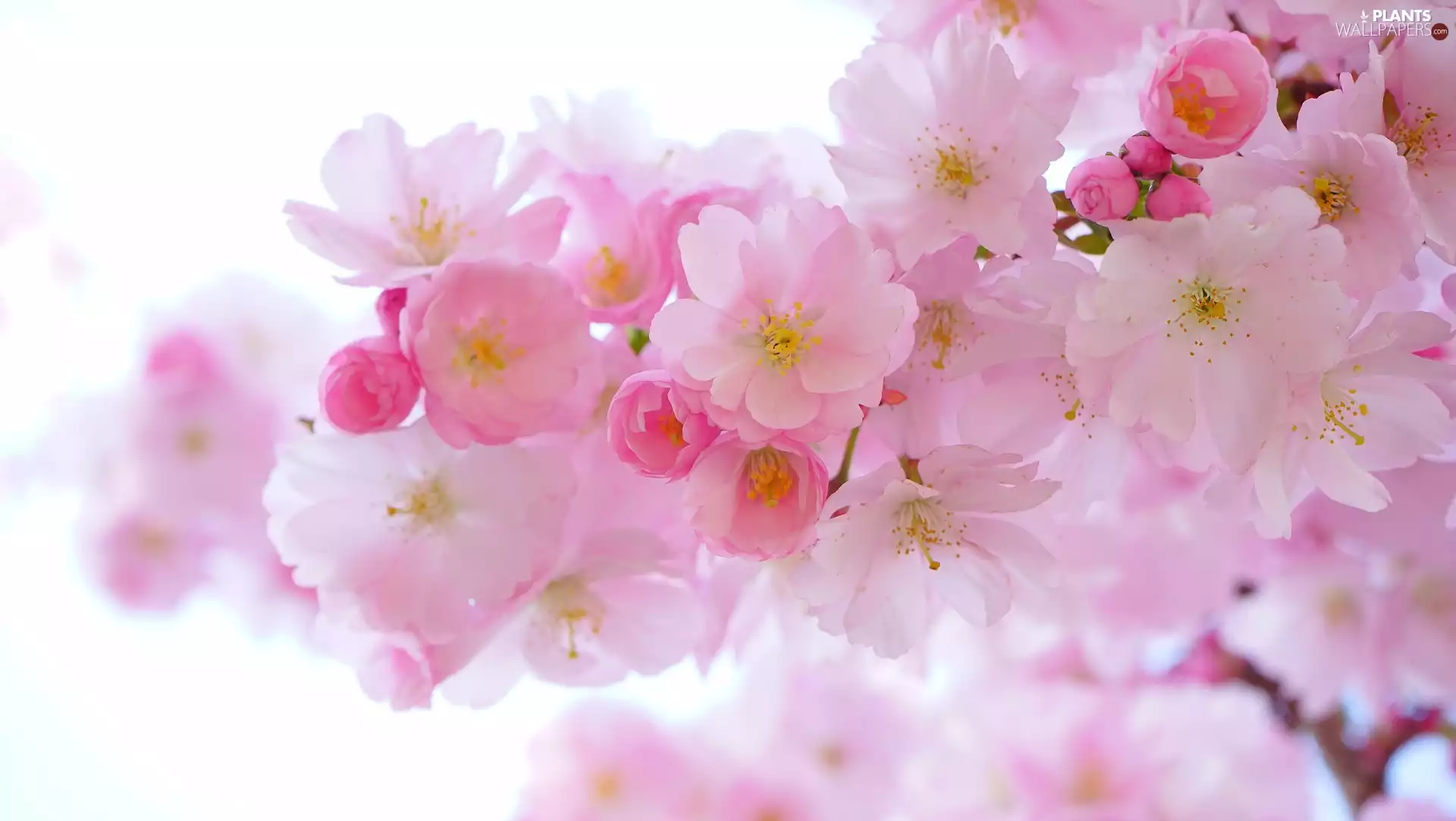 Flowers, Twigs, Japanese Cherry, Pink, Japanese Cherry