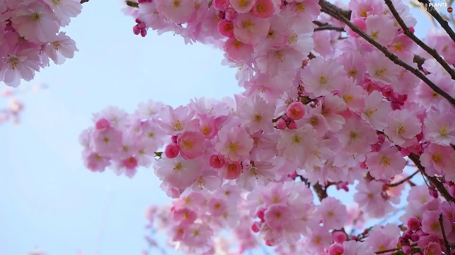Flourished, Twigs, Japanese Cherry, Flowers, Fruit Tree