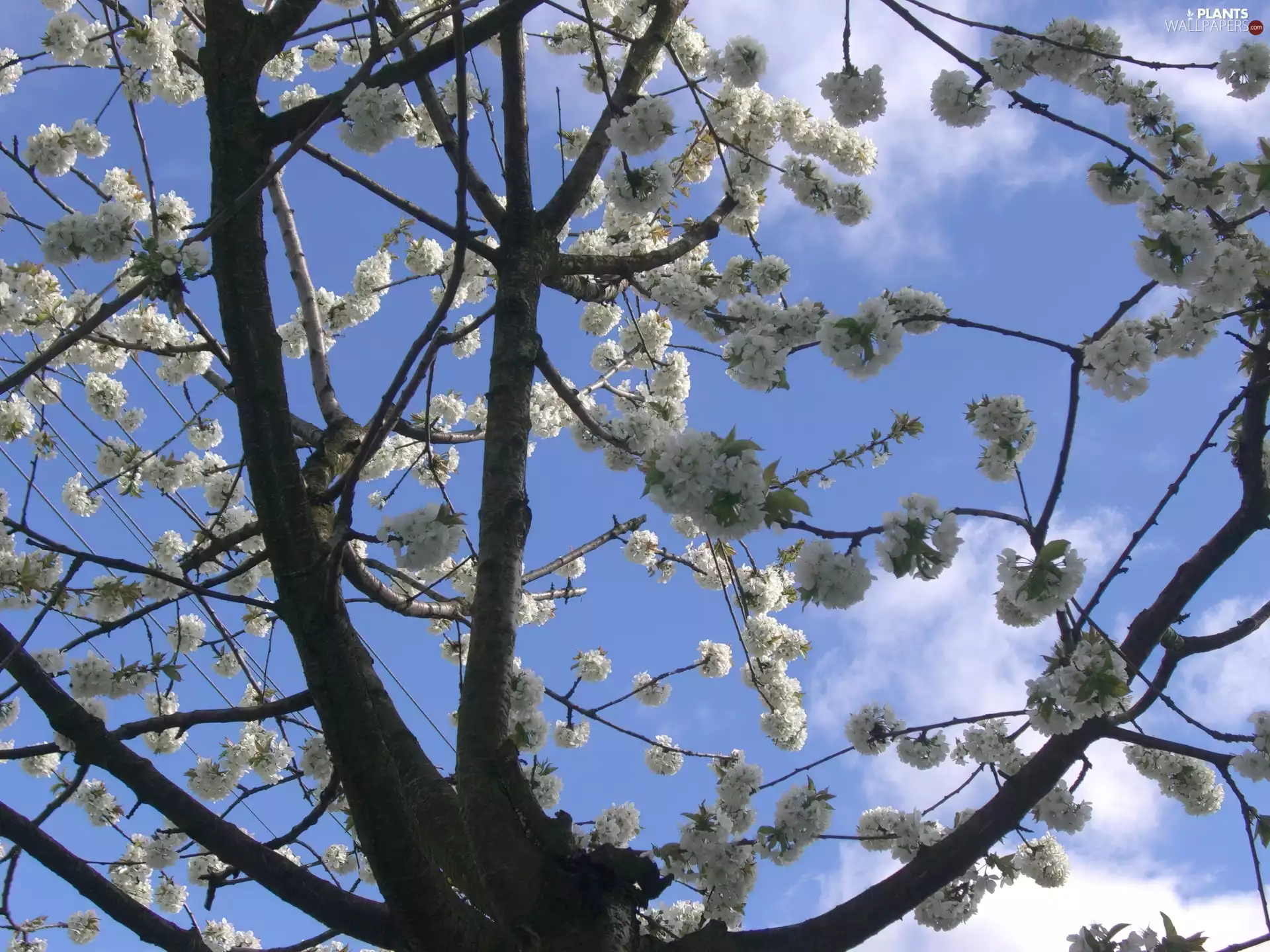 Flowers, fruit, Sky, cherry, trees, White, clouds